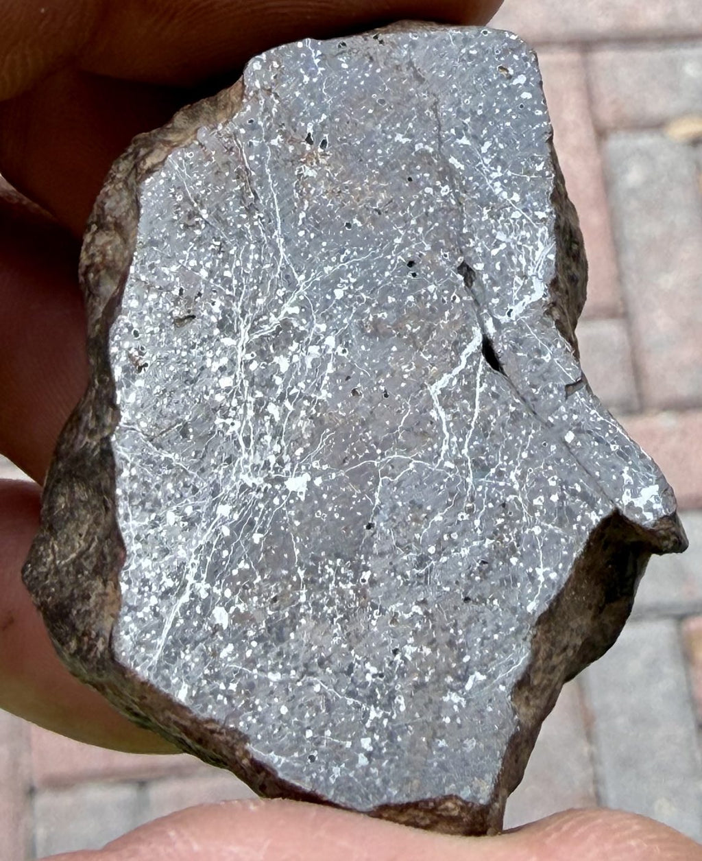 Mirror polished face of the Bir Ounane 001 end cut shown upright, with fine pale veinlets crossing the gray groundmass