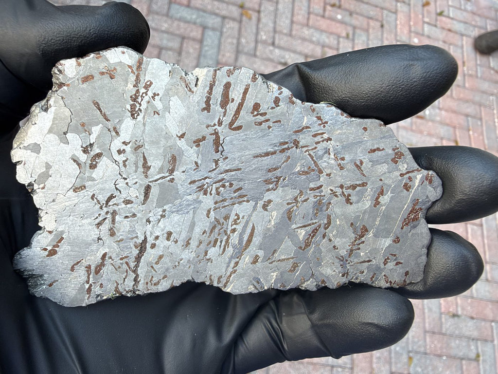 Canyon Diablo iron meteorite, IAB-MG, 112.54 g full slice held in a gloved hand in daylight, etched face with bright kamacite plates and rows of bronze inclusions