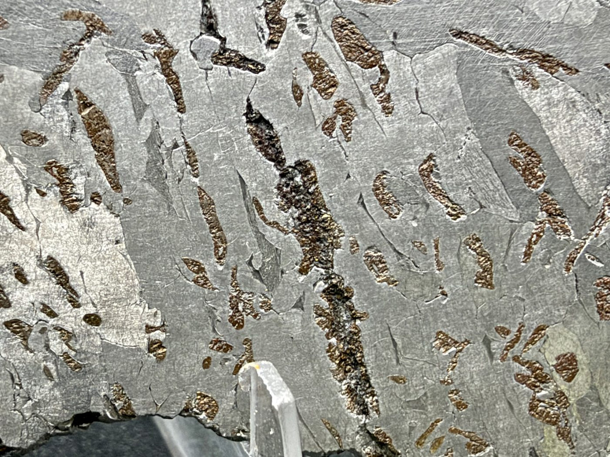 Canyon Diablo iron meteorite, IAB-MG, 112.54 g full slice, close-up near the edge showing dense elongated bronze inclusions and a larger dark elongated body