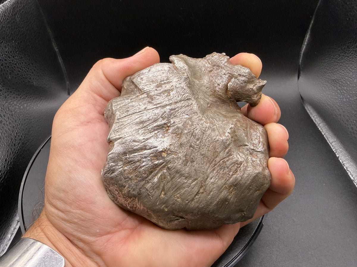 Gebel Kamil 1039.06 g iron shrapnel held in hand for size
