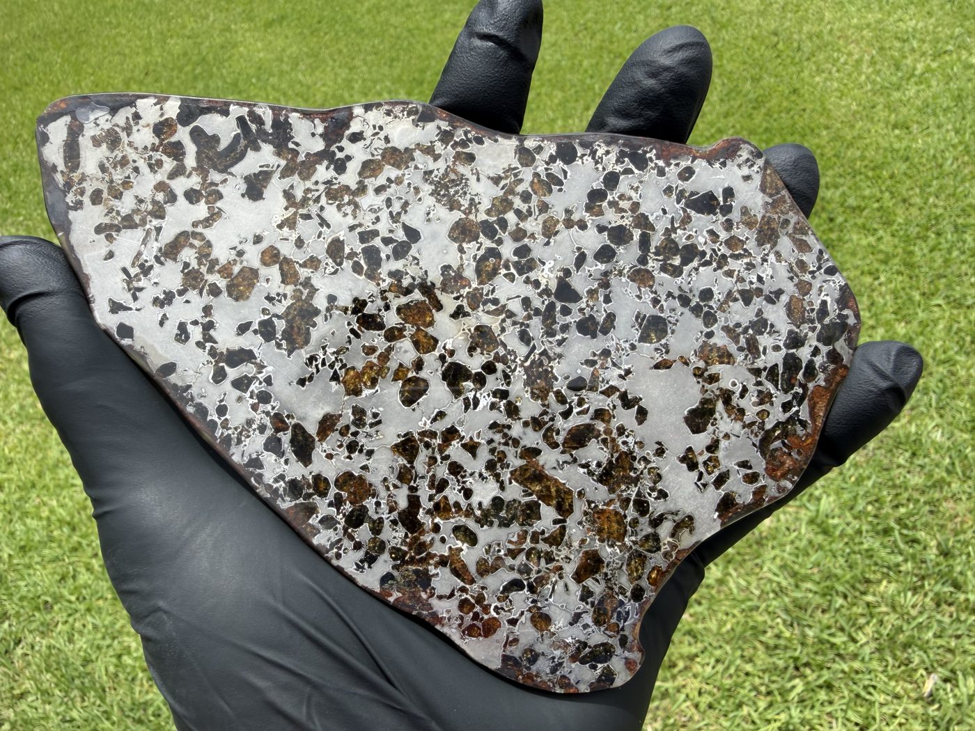 Gyarub Zangbo ungrouped pallasite slice, 226.95g, front face in natural light showing amber olivine and iron-nickel matrix