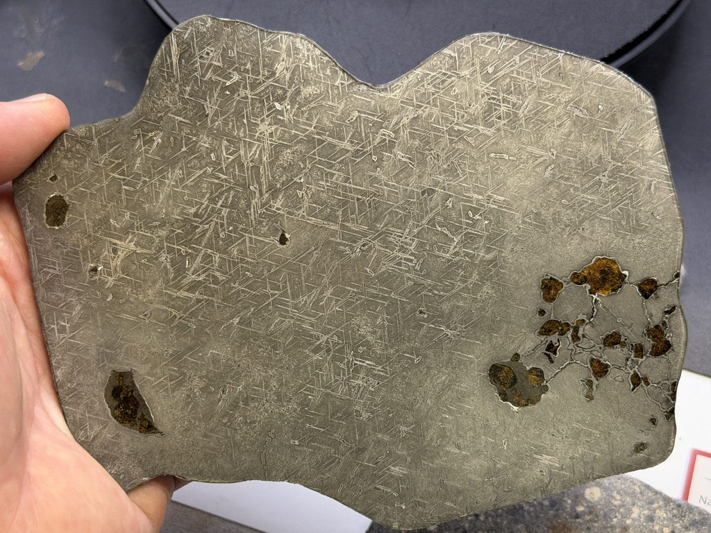 Gyarub Zangbo ungrouped pallasite meteorite slice held in hand for scale, 301.28g
