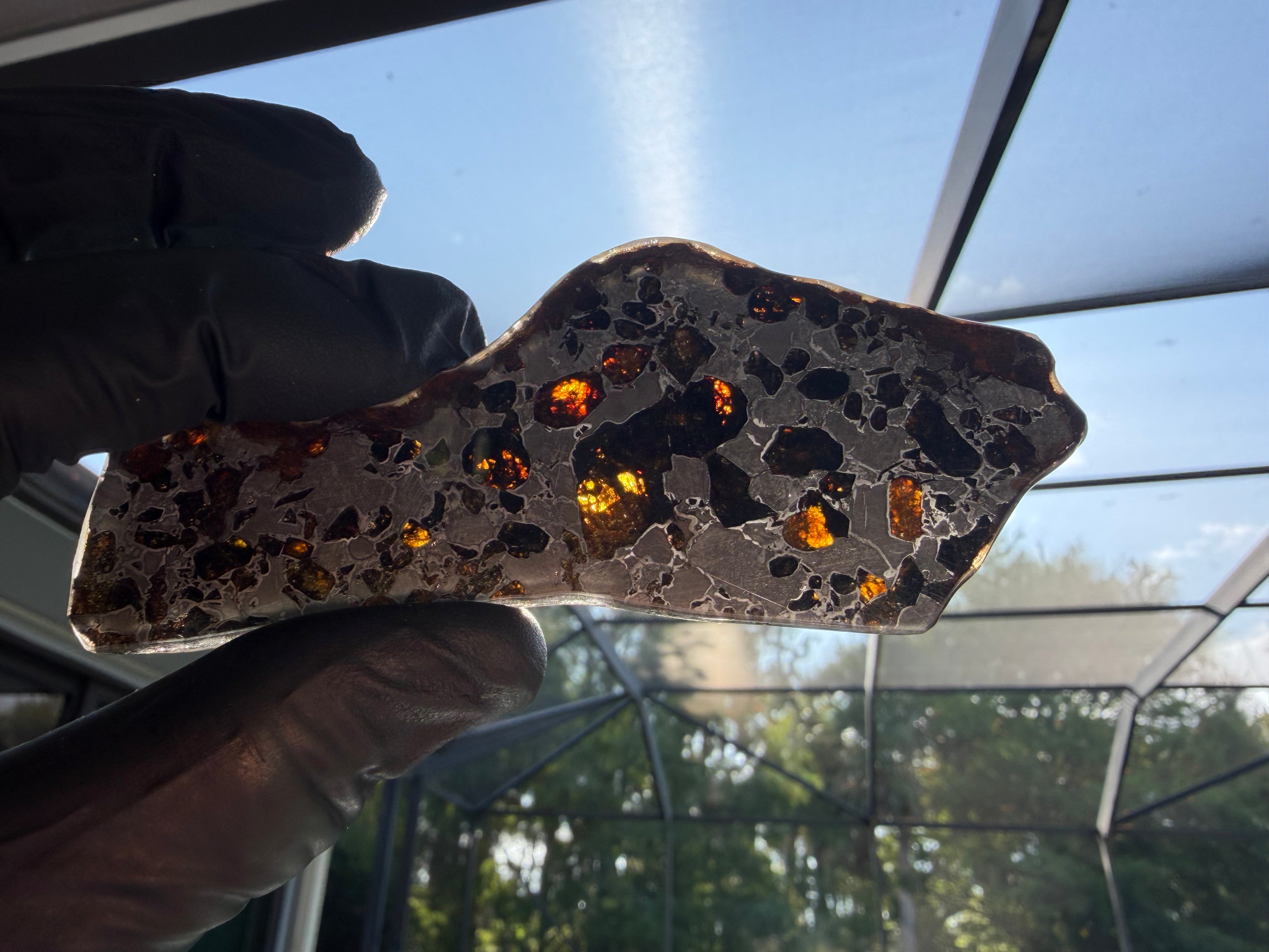 Gyarub Zangbo pallasite meteorite 48.14g held to light -- olivine crystals glowing amber and orange when backlit, showing translucency