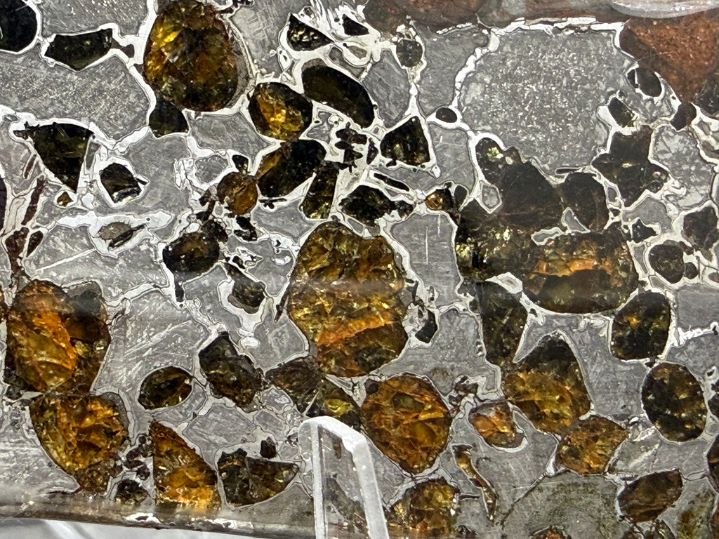 Gyarub Zangbo pallasite -- high density small olivine crystal field in polished iron-nickel matrix