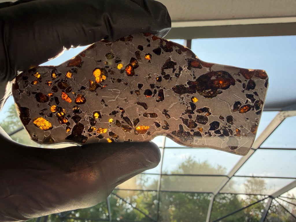 Gyarub Zangbo ungrouped pallasite meteorite slice 64.00g held to light -- olivine crystals glowing amber and gold when backlit, showing translucency, Xizang China
