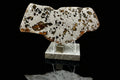 Gyarub Zangbo ungrouped pallasite meteorite slice 64.00g on acrylic stand -- olivine crystals in iron-nickel matrix, Treasure Coast Meteorite Co.