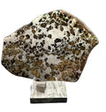 Gyarub Zangbo ungrouped pallasite slice, 84.69g, polished and etched face on a display stand, olivine in iron-nickel metal