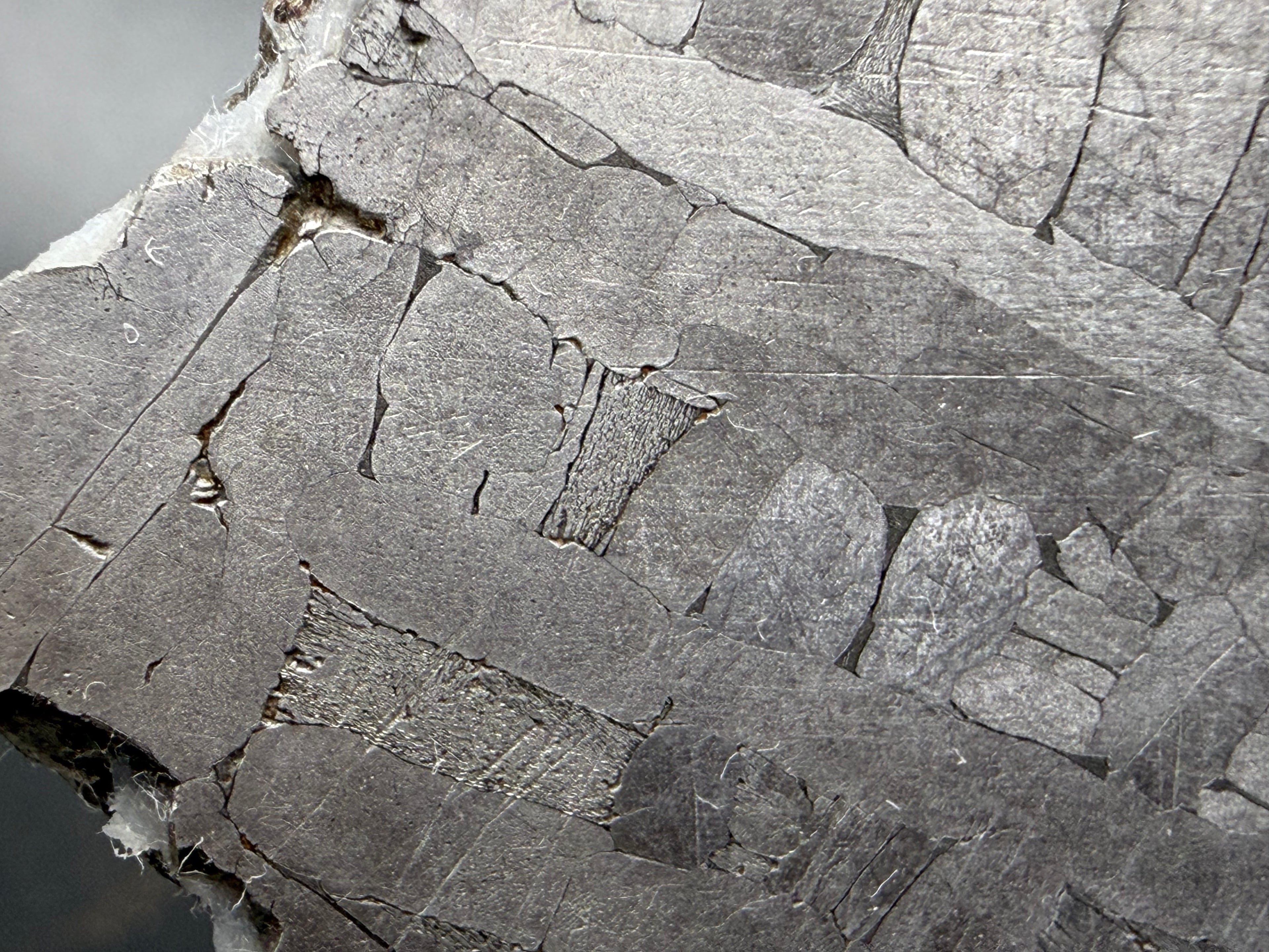 Kaalijärv iron meteorite 31.18g full slice macro close-up showing bands within broad kamacite lamellae and weathered edge crust