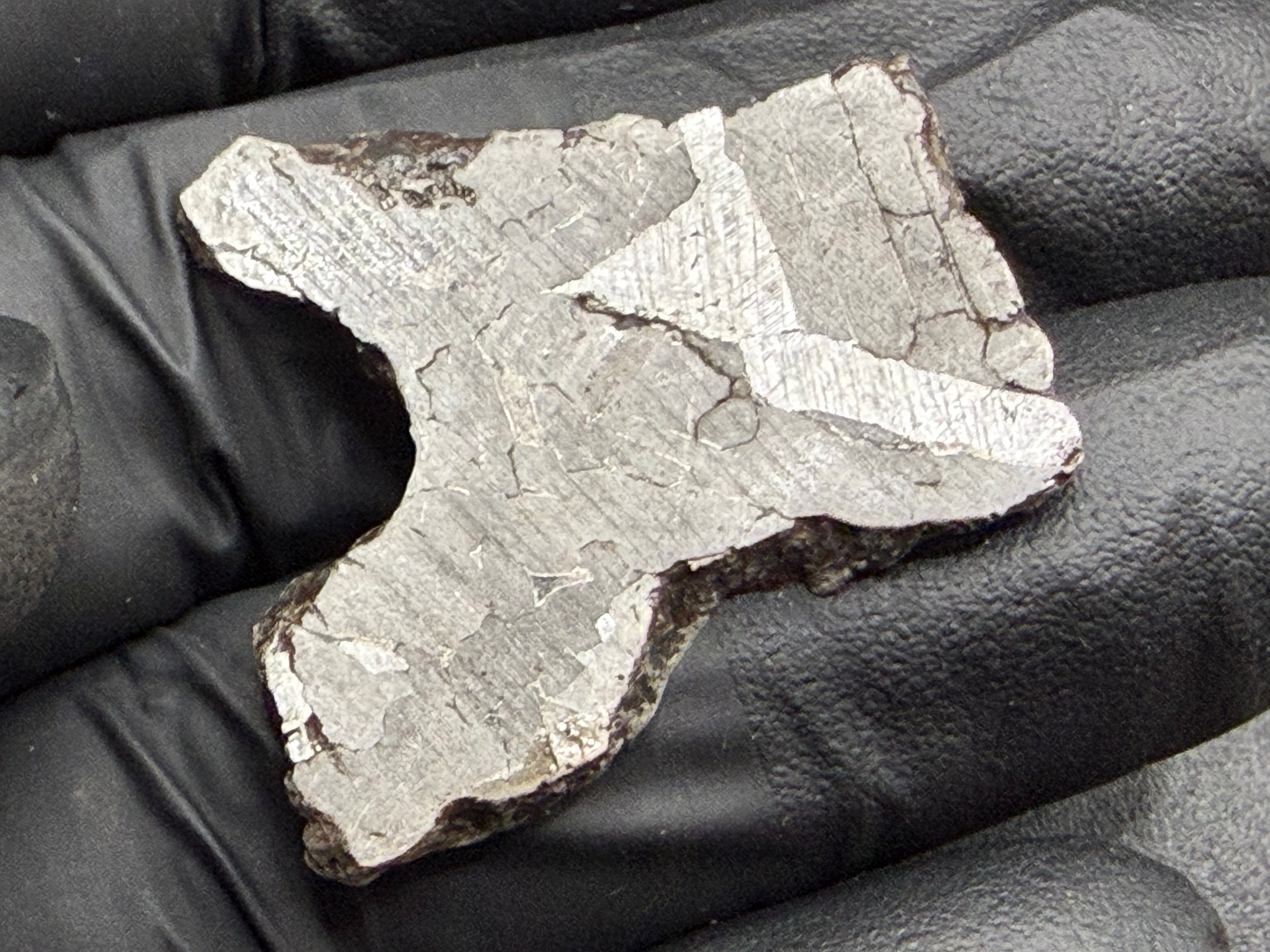 Kaalijarv iron meteorite, IAB-MG, 12.82 g slice held in a gloved hand, reverse face under bright light showing crossing kamacite plates with fine Neumann bands
