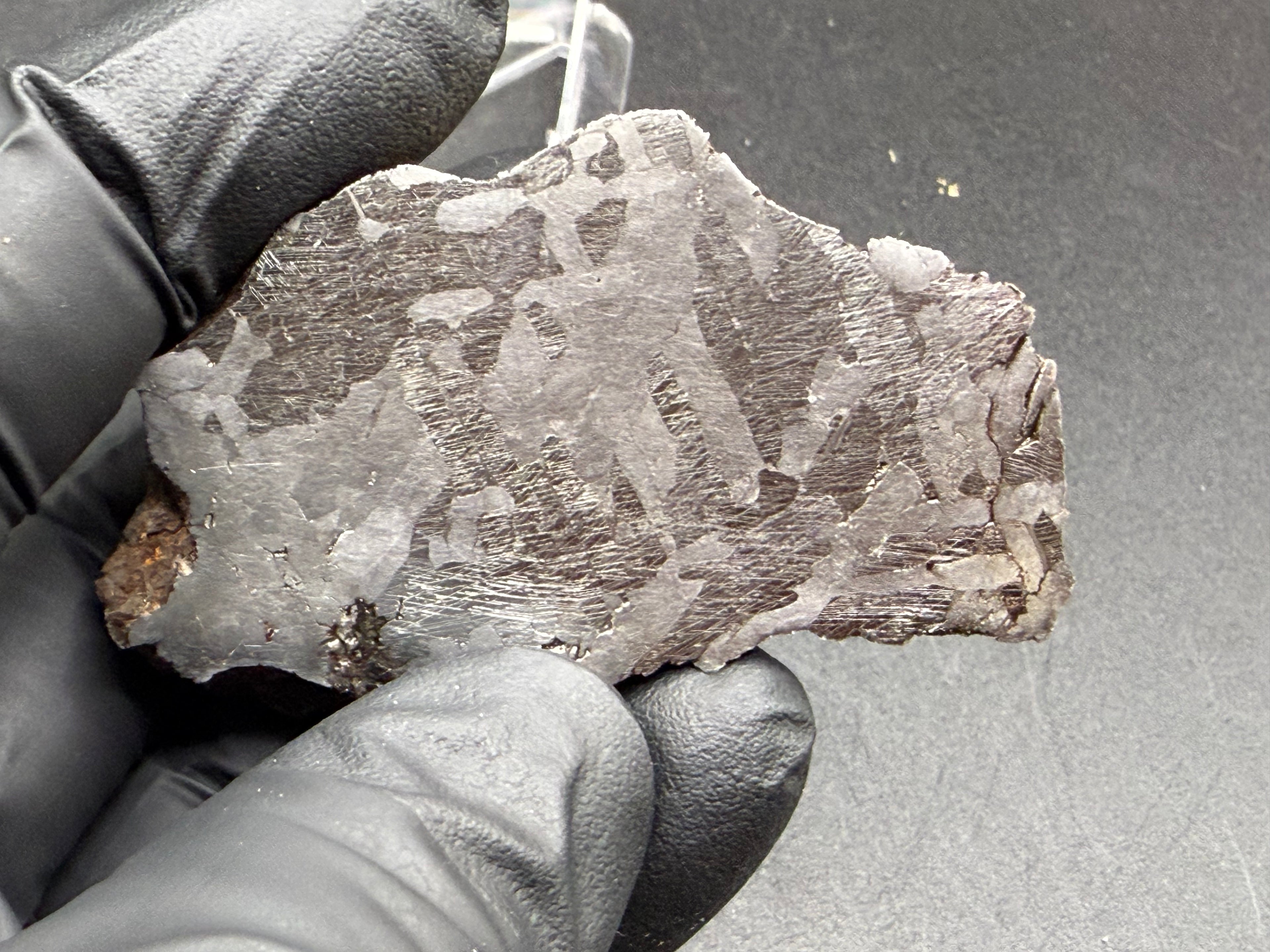 Kaalijarv iron meteorite, IAB-MG, 127.37 g end cut held in a gloved hand, etched cut face with fine Neumann bands visible across the darker metal
