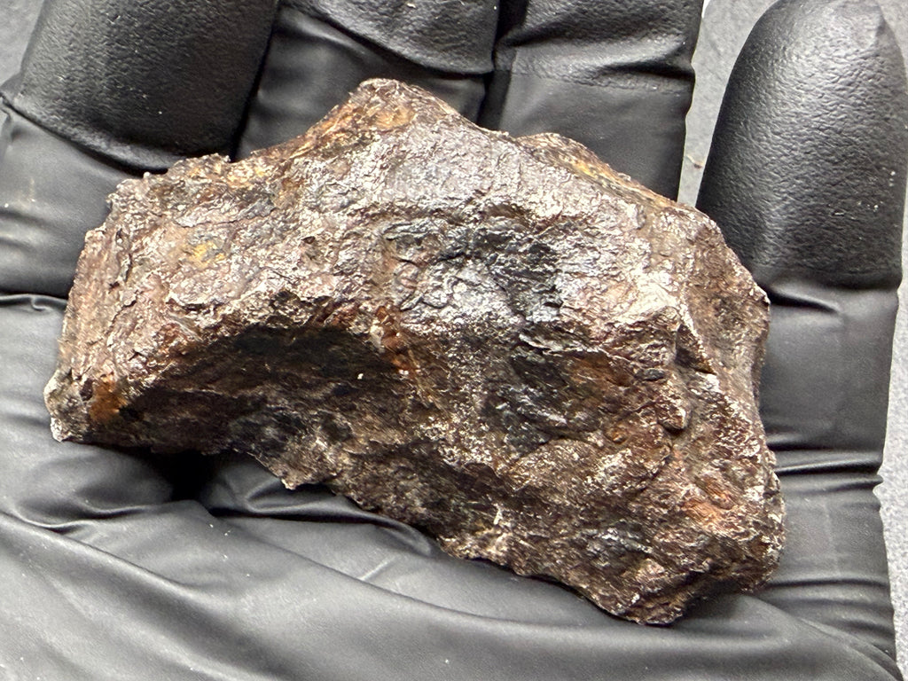 Kaalijarv iron meteorite, IAB-MG, 127.37 g end cut held in a gloved hand, natural weathered exterior of the back side in brown and dark gray tones