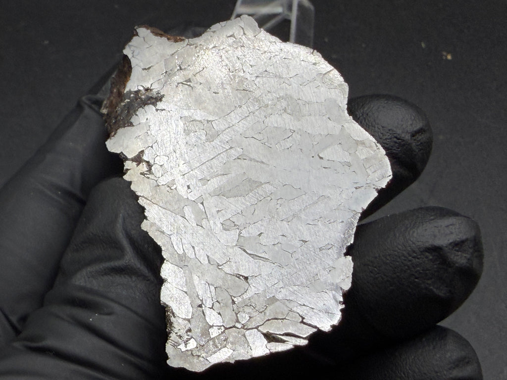 Kaalijarv iron meteorite, IAB-MG, 127.37 g end cut held in a gloved hand, etched cut face under bright direct light showing the reflective metal and its etched structure