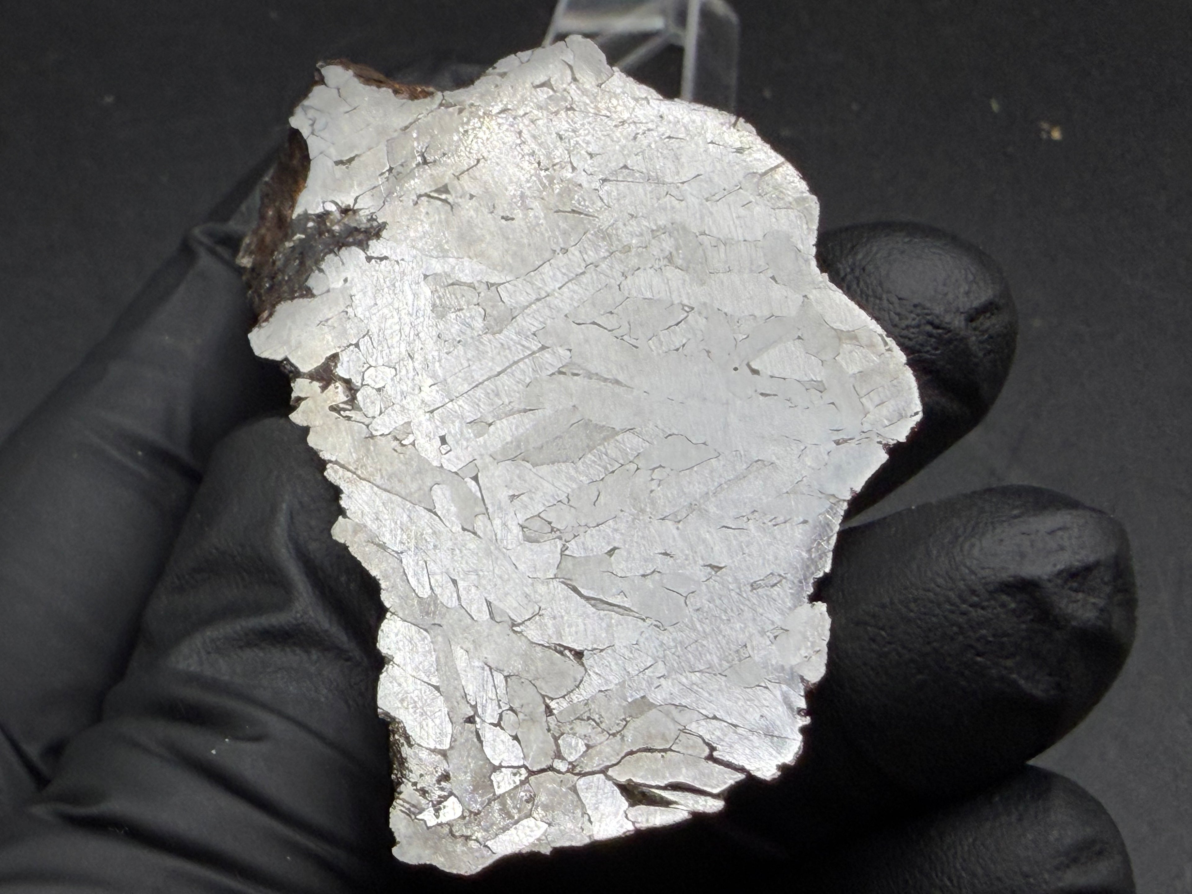 Kaalijarv iron meteorite, IAB-MG, 127.37 g end cut held in a gloved hand, etched cut face under bright direct light showing the reflective metal and its etched structure