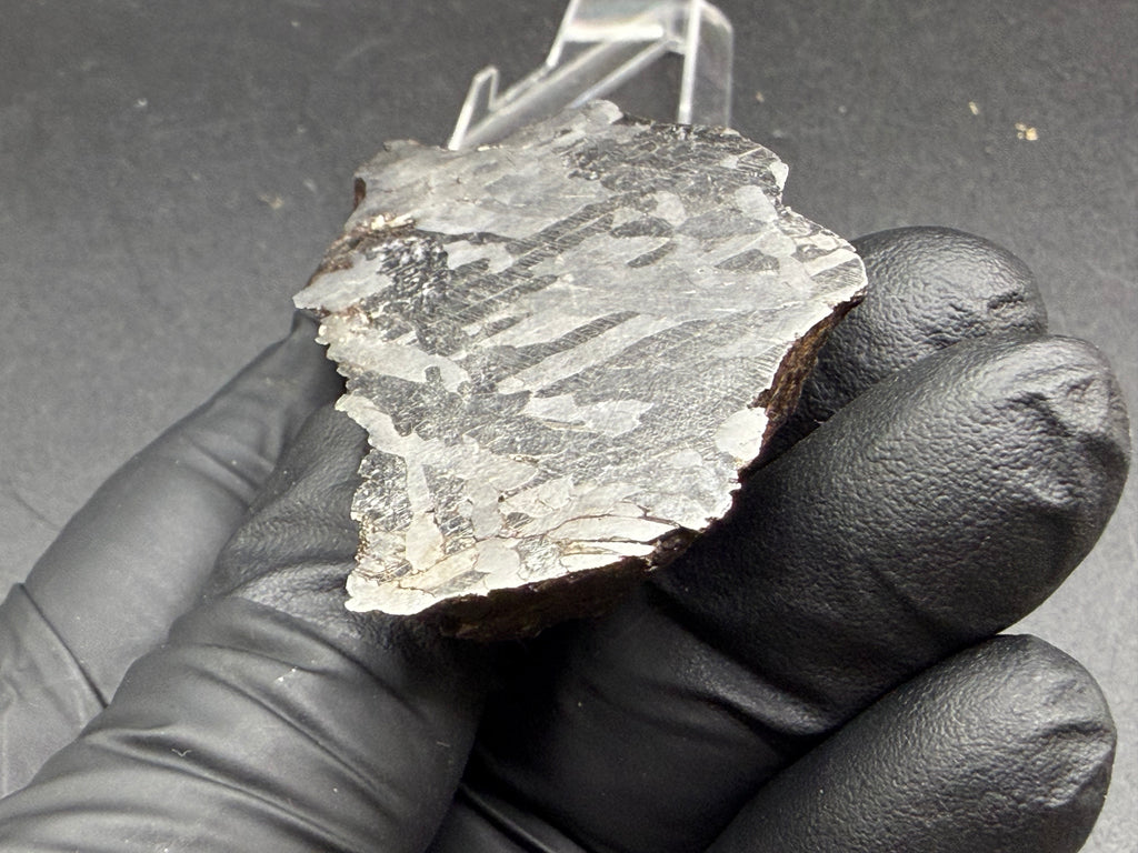 Kaalijarv iron meteorite, IAB-MG, 127.37 g end cut held in a gloved hand, etched cut face lit at a low angle so the fine parallel Neumann bands show across the metal