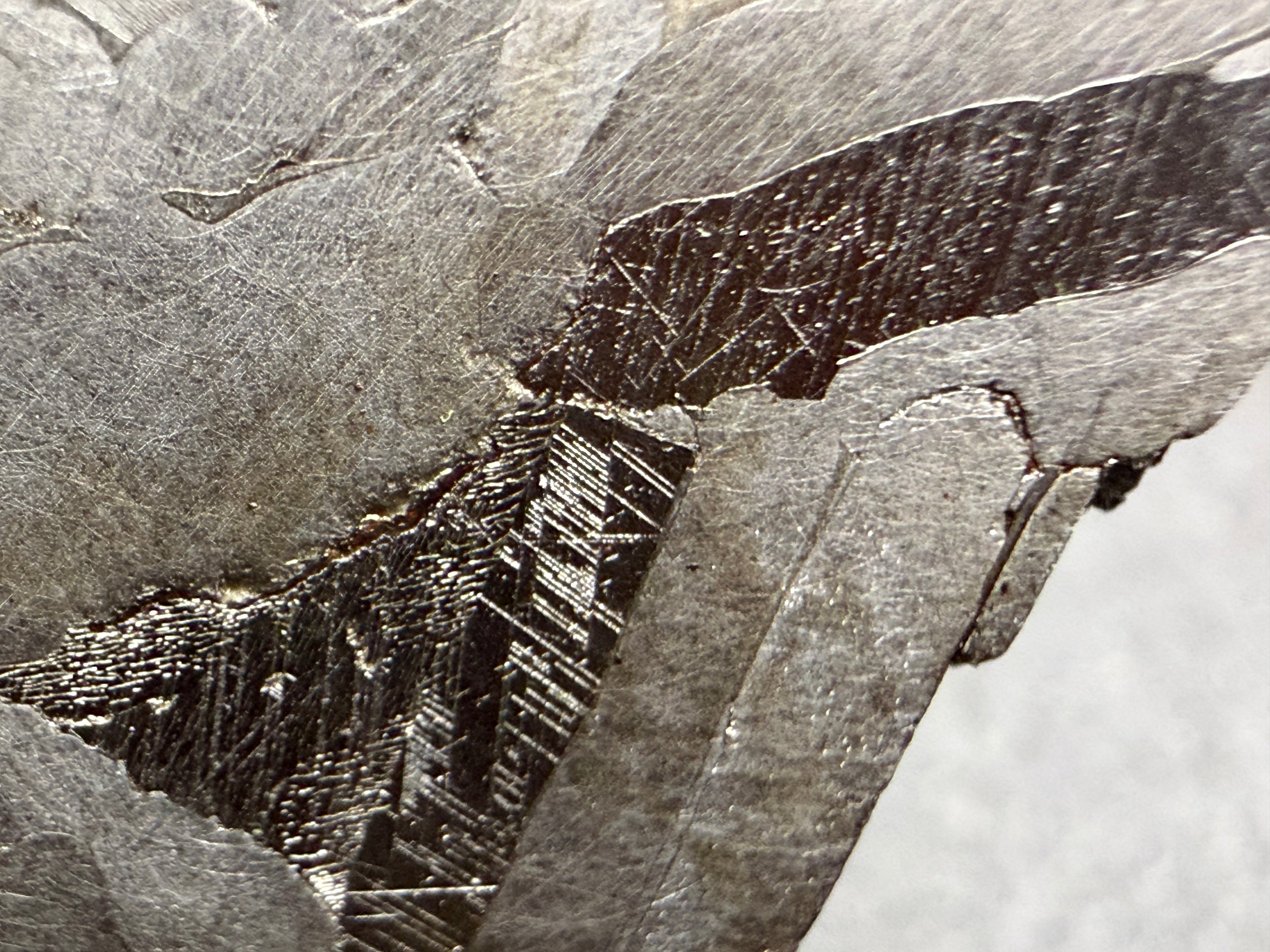Kaalijarv iron meteorite, IAB-MG, 67.48 g end cut, close-up of the etched face showing fine straight Neumann bands in two darker zones between lighter, smoother metal