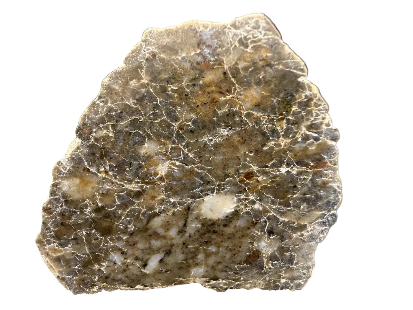 Cut face of Laayoune 002 lunar meteorite end cut showing feldspathic breccia with angular clasts and pale veins, 6.60g