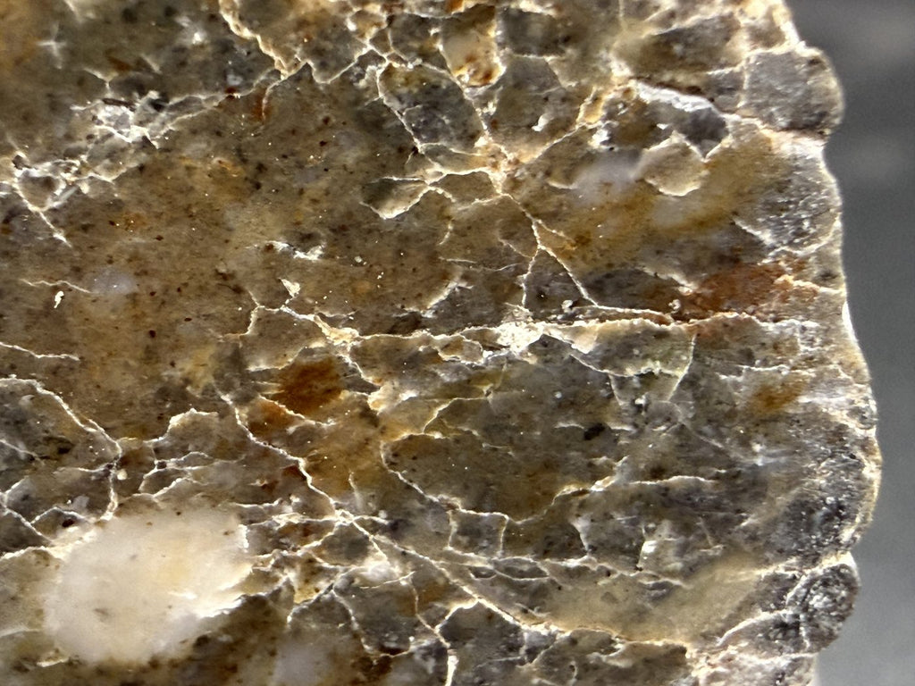 Macro view of Laayoune 002 lunar meteorite showing a bright white clast in the cut face, 6.60g