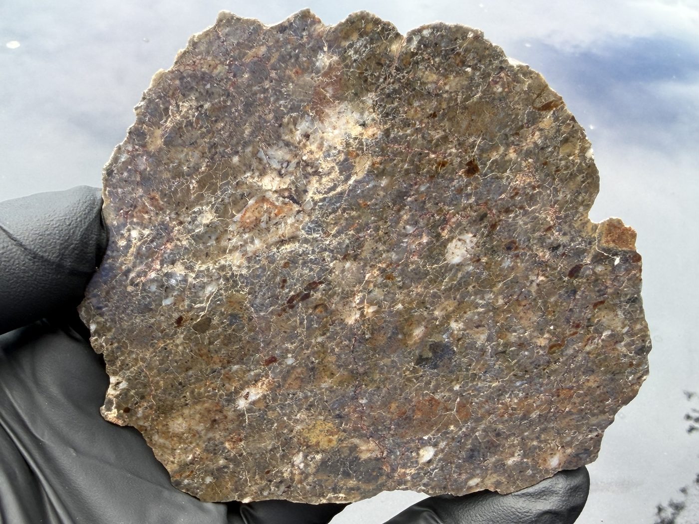 Laayoune 002 lunar meteorite end cut, 116.40 g, polished face held in a gloved hand for scale