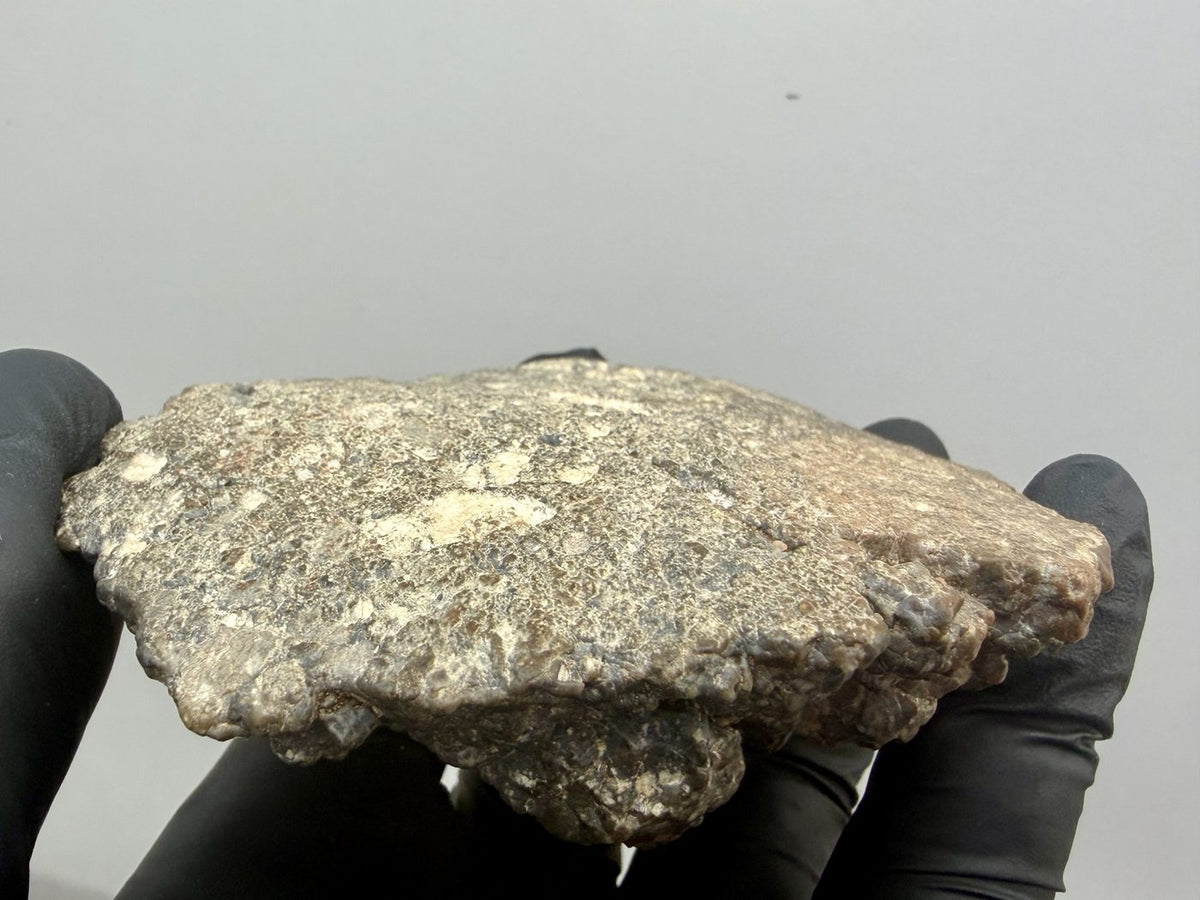 Edge view of the Laayoune 002 lunar meteorite with the domed face upward