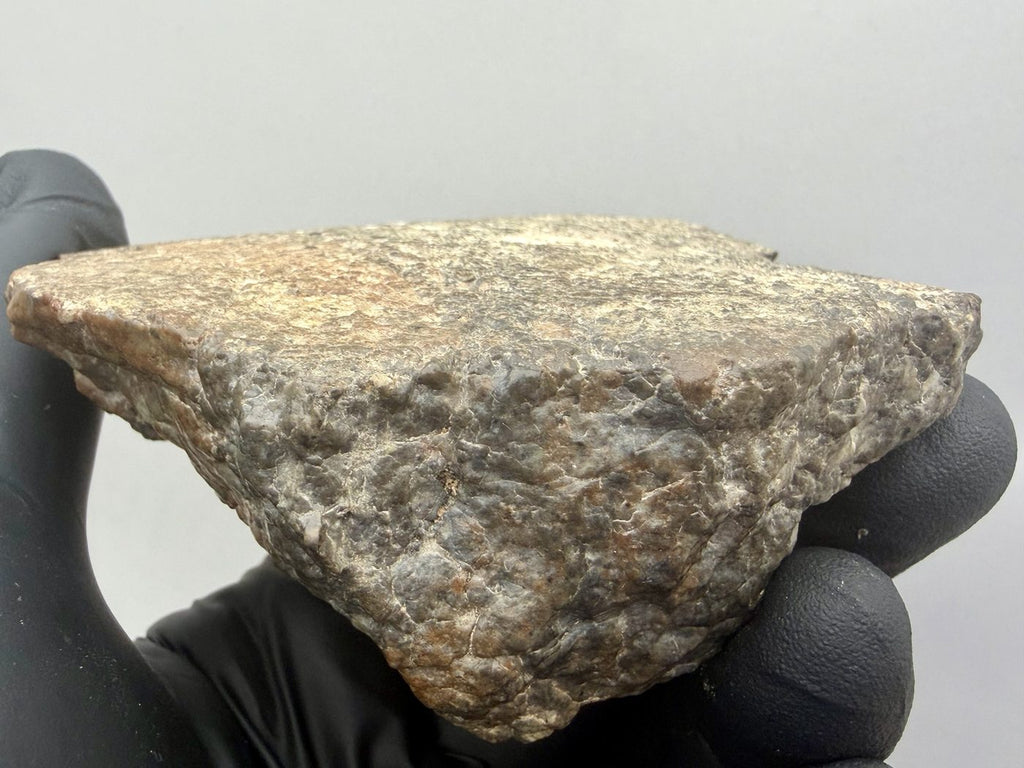Side profile of the Laayoune 002 lunar individual showing its shield-like shape