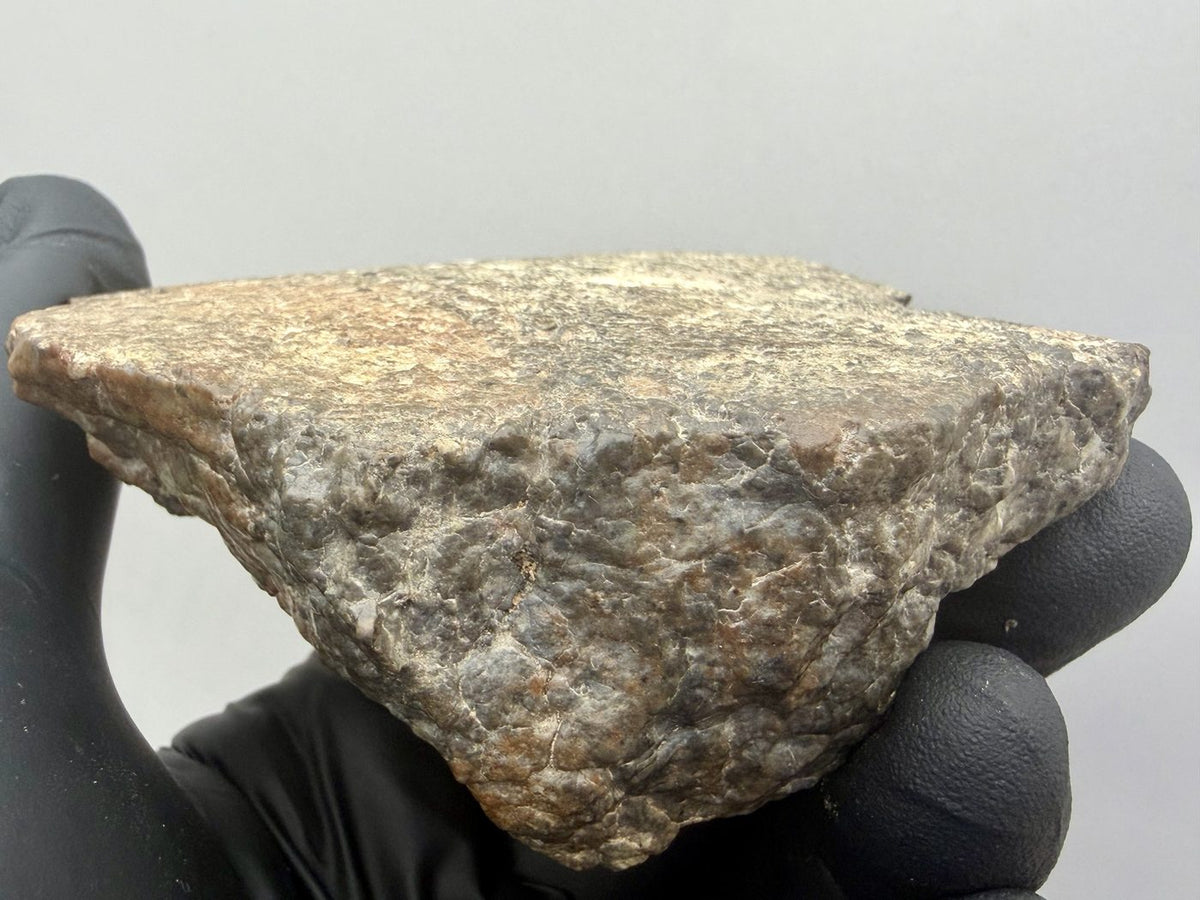Side profile of the Laayoune 002 lunar individual showing its shield-like shape