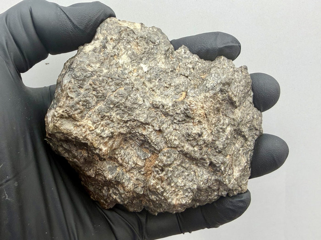 Reverse side of the Laayoune 002 lunar individual held in a gloved hand for scale
