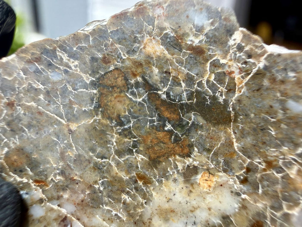 Laayoune 002 lunar feldspathic breccia, polished face in natural light showing the brecciated clast and vein texture