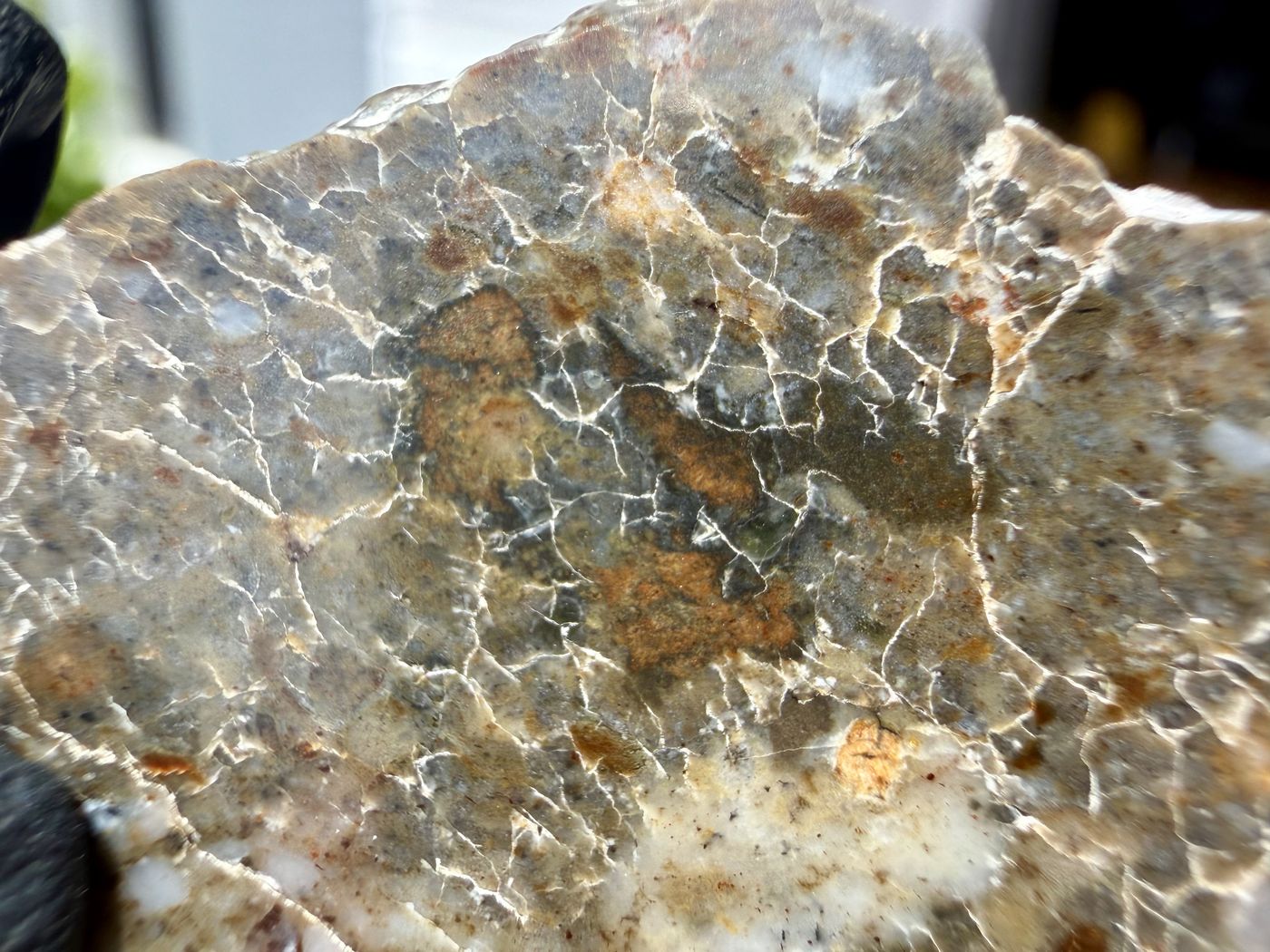 Laayoune 002 lunar feldspathic breccia, polished face in natural light showing the brecciated clast and vein texture