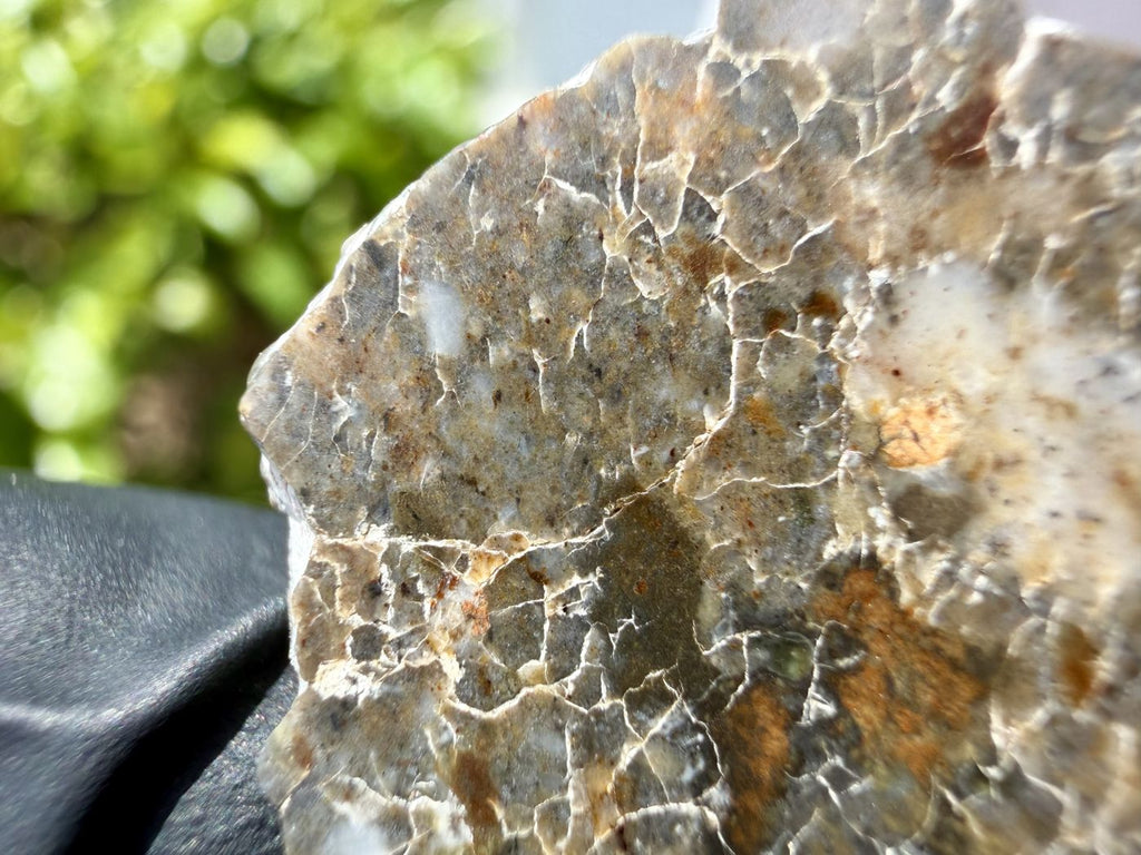 Laayoune 002 lunar feldspathic breccia, polished slice in natural light with greenery behind, showing clast detail