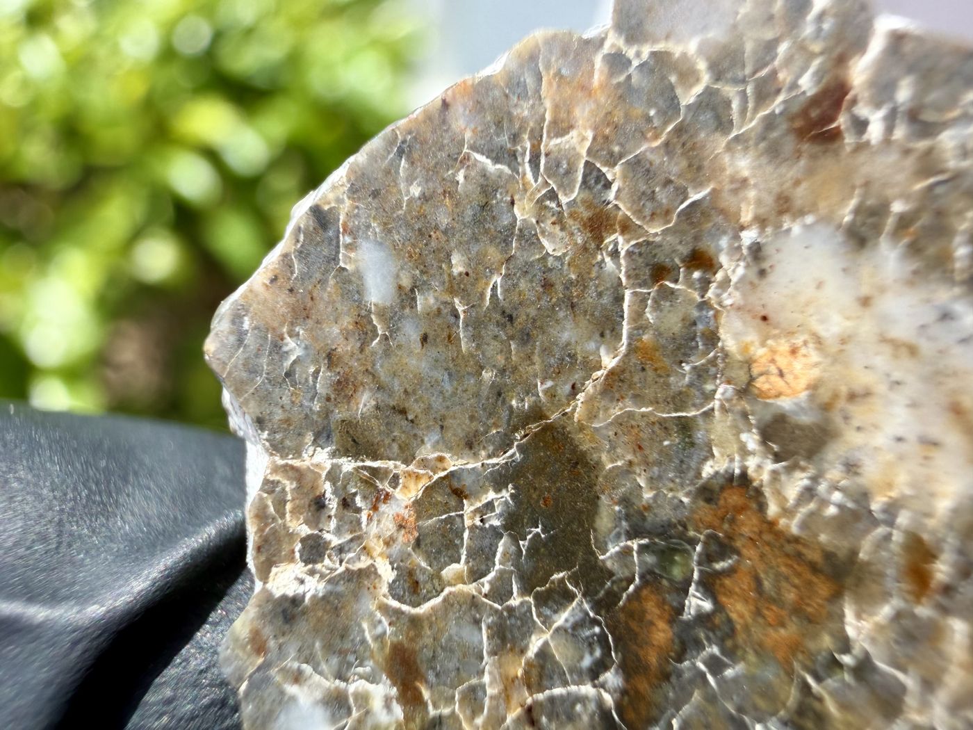 Laayoune 002 lunar feldspathic breccia, polished slice in natural light with greenery behind, showing clast detail