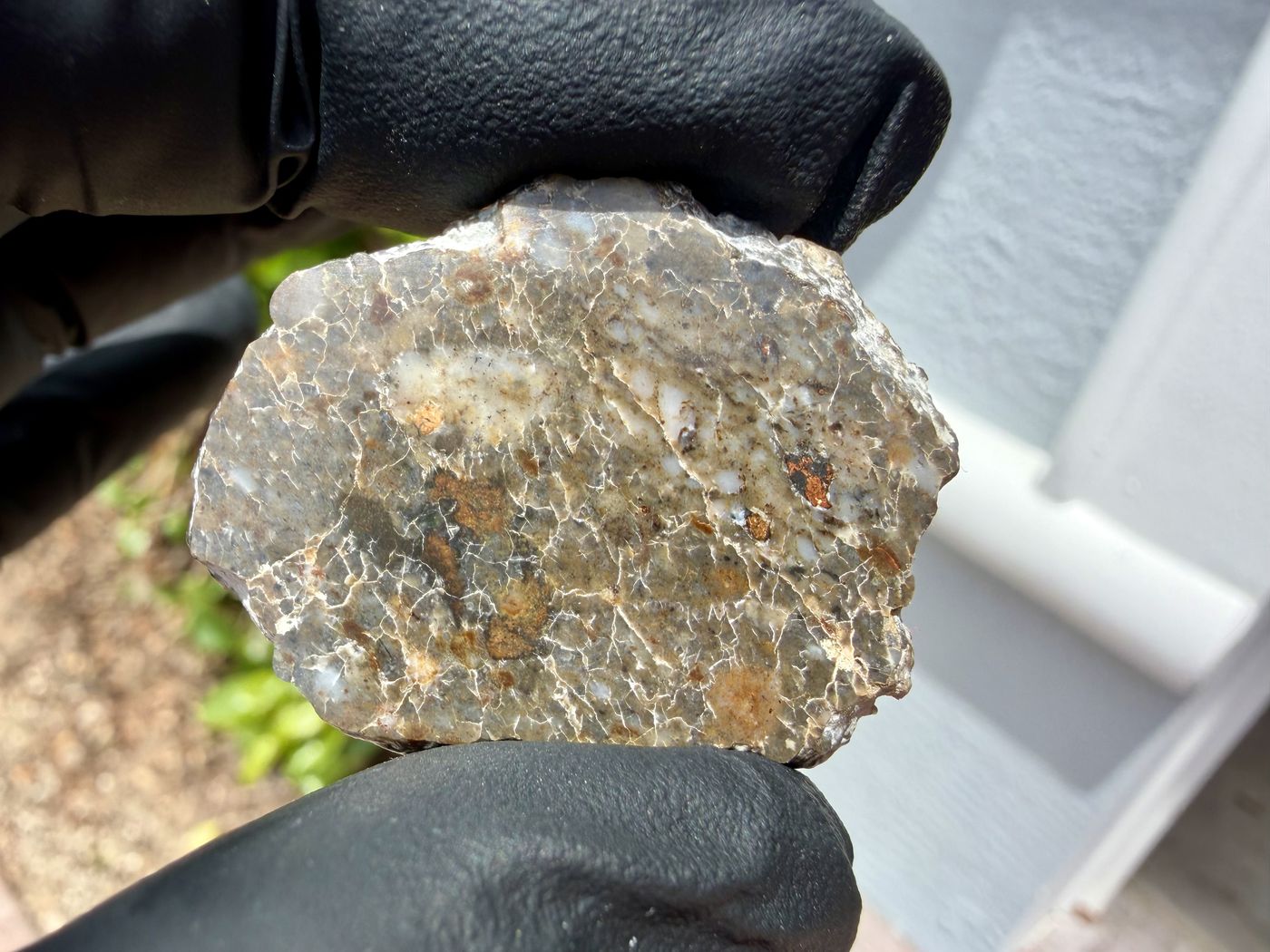 Laayoune 002 lunar feldspathic breccia full slice held in a gloved hand outdoors, full cut face in natural light