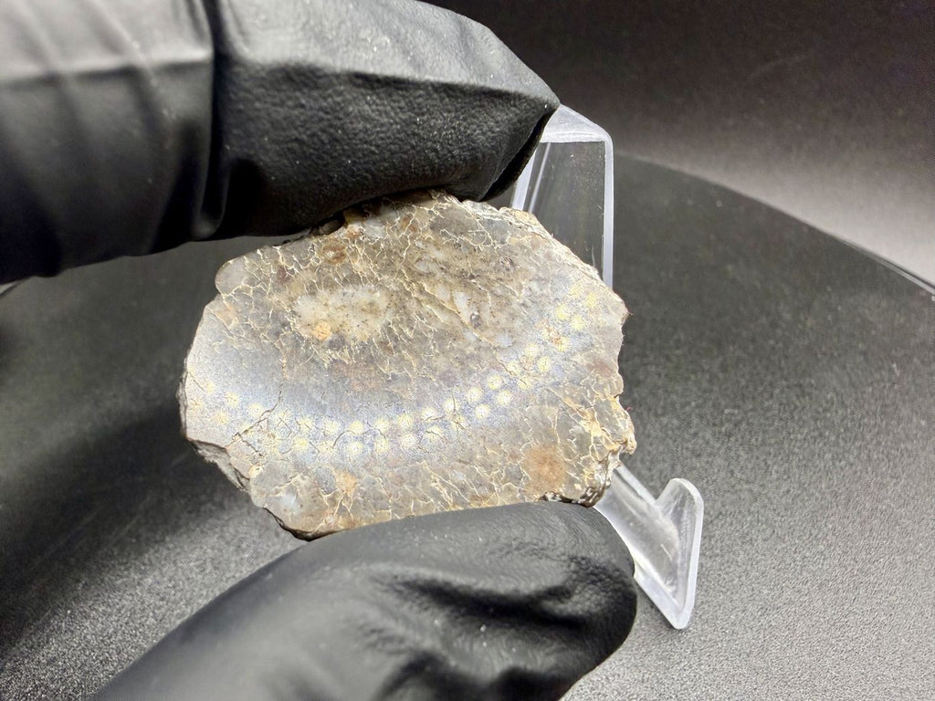 Laayoune 002 lunar feldspathic breccia full slice, mirror polished face reflecting overhead light, held in a gloved hand