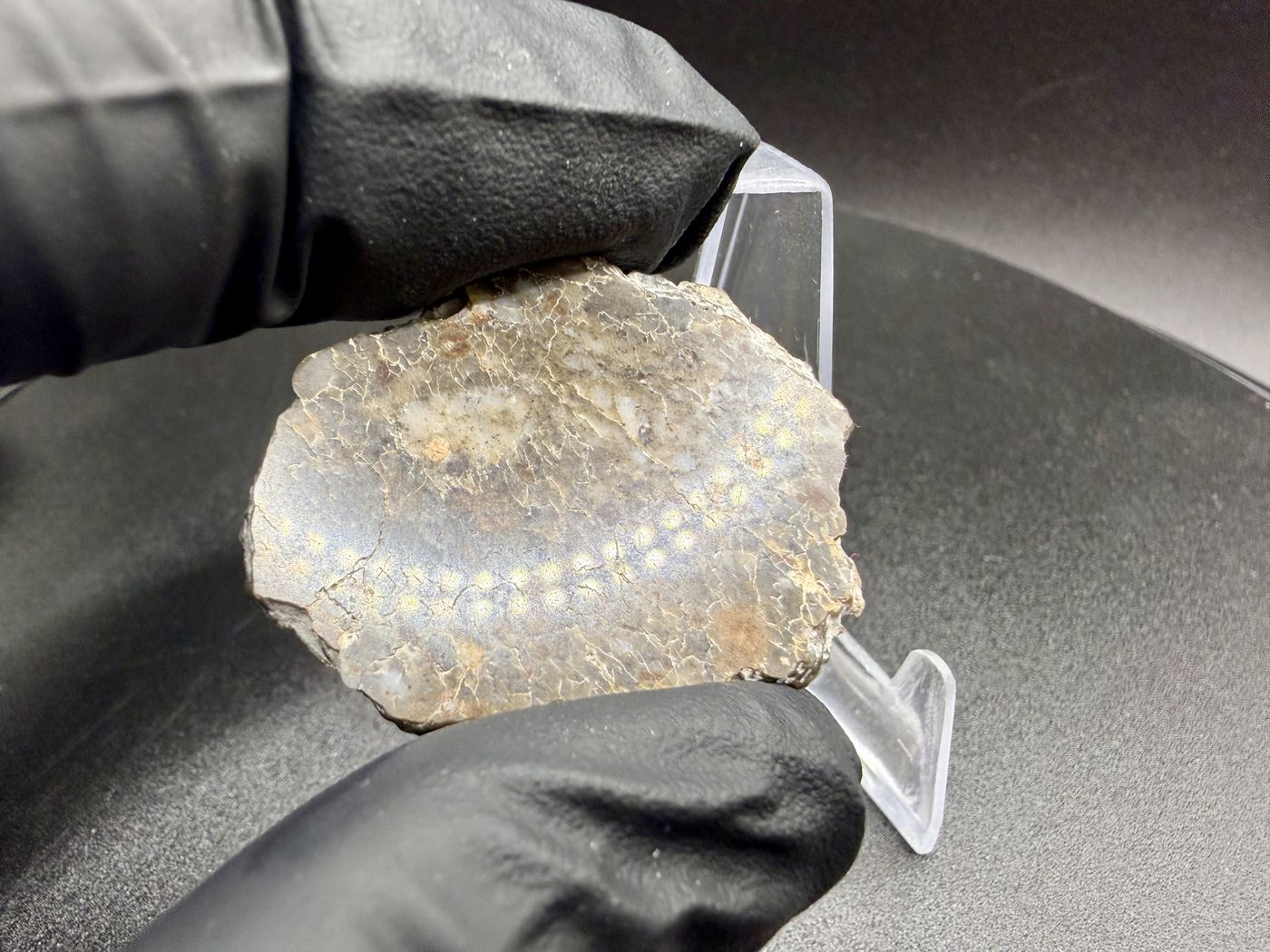 Laayoune 002 lunar feldspathic breccia full slice, mirror polished face reflecting overhead light, held in a gloved hand