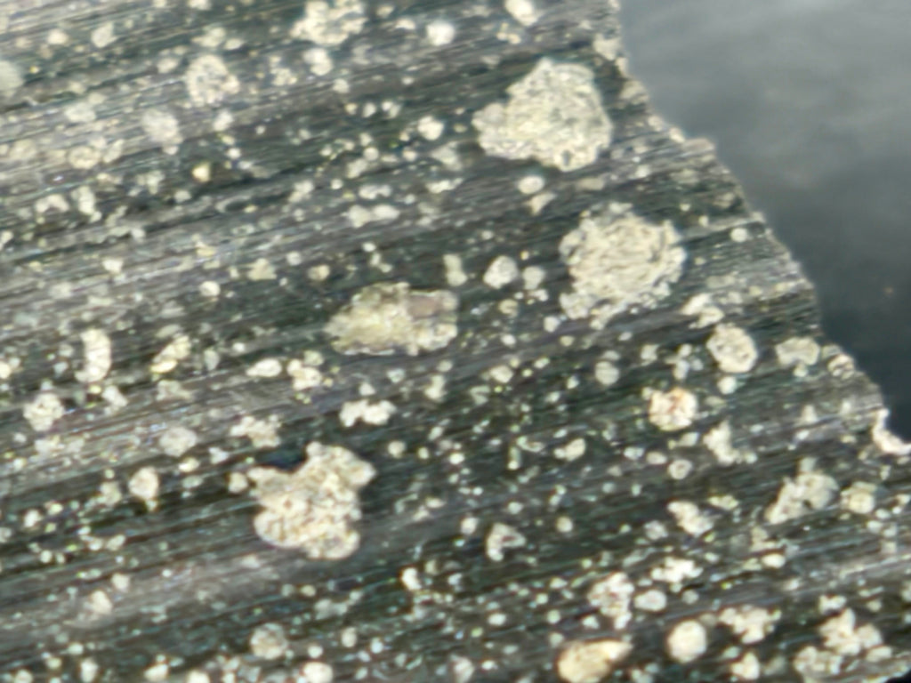 Close-up of light-colored inclusions in Murchison CM2 carbonaceous chondrite meteorite

