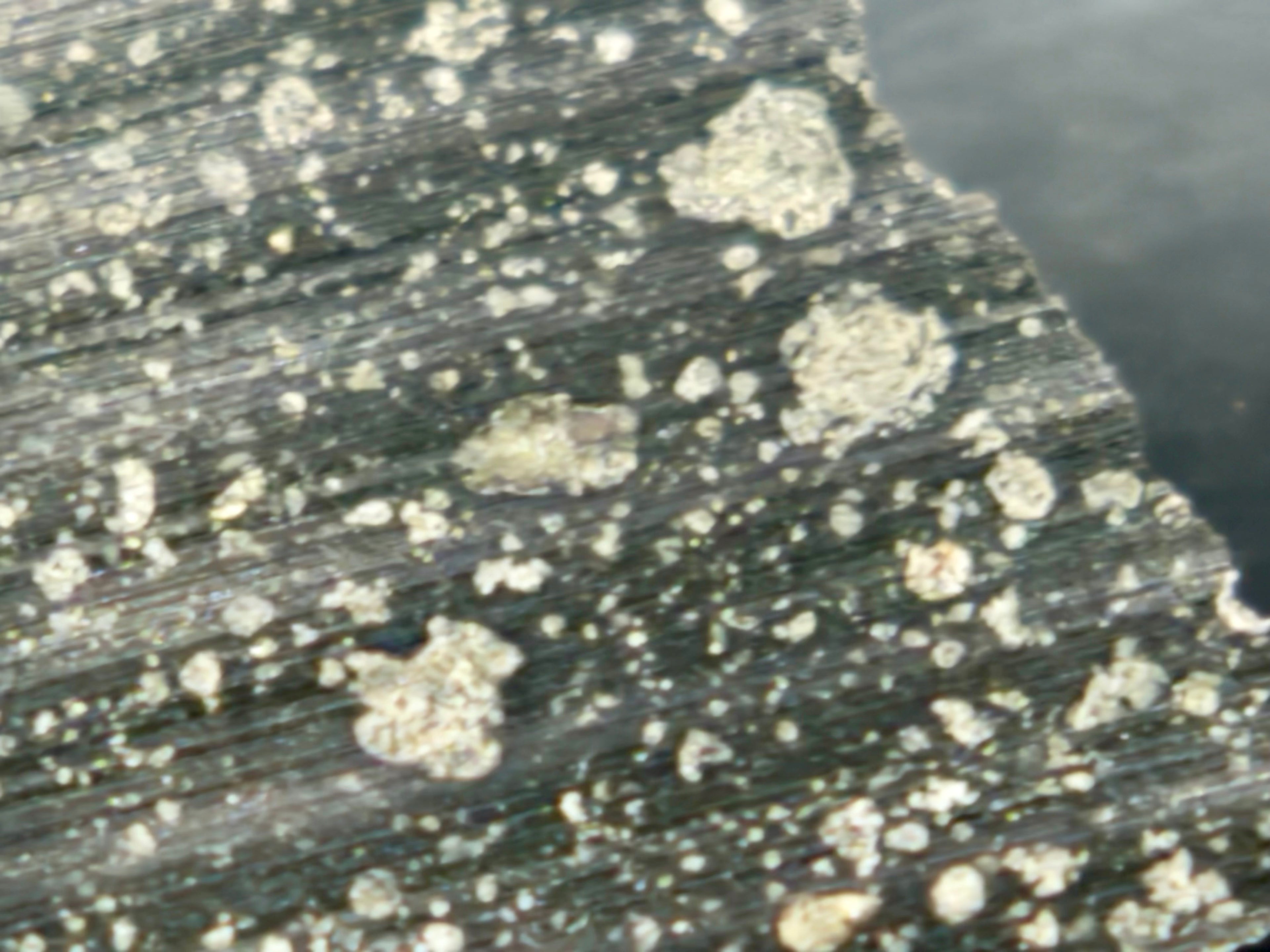 Close-up of light-colored inclusions in Murchison CM2 carbonaceous chondrite meteorite
