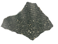 Macro photo of Murchison CM2 carbonaceous chondrite showing fine-grained phyllosilicate matrix with embedded chondrules under polish, 2.18g