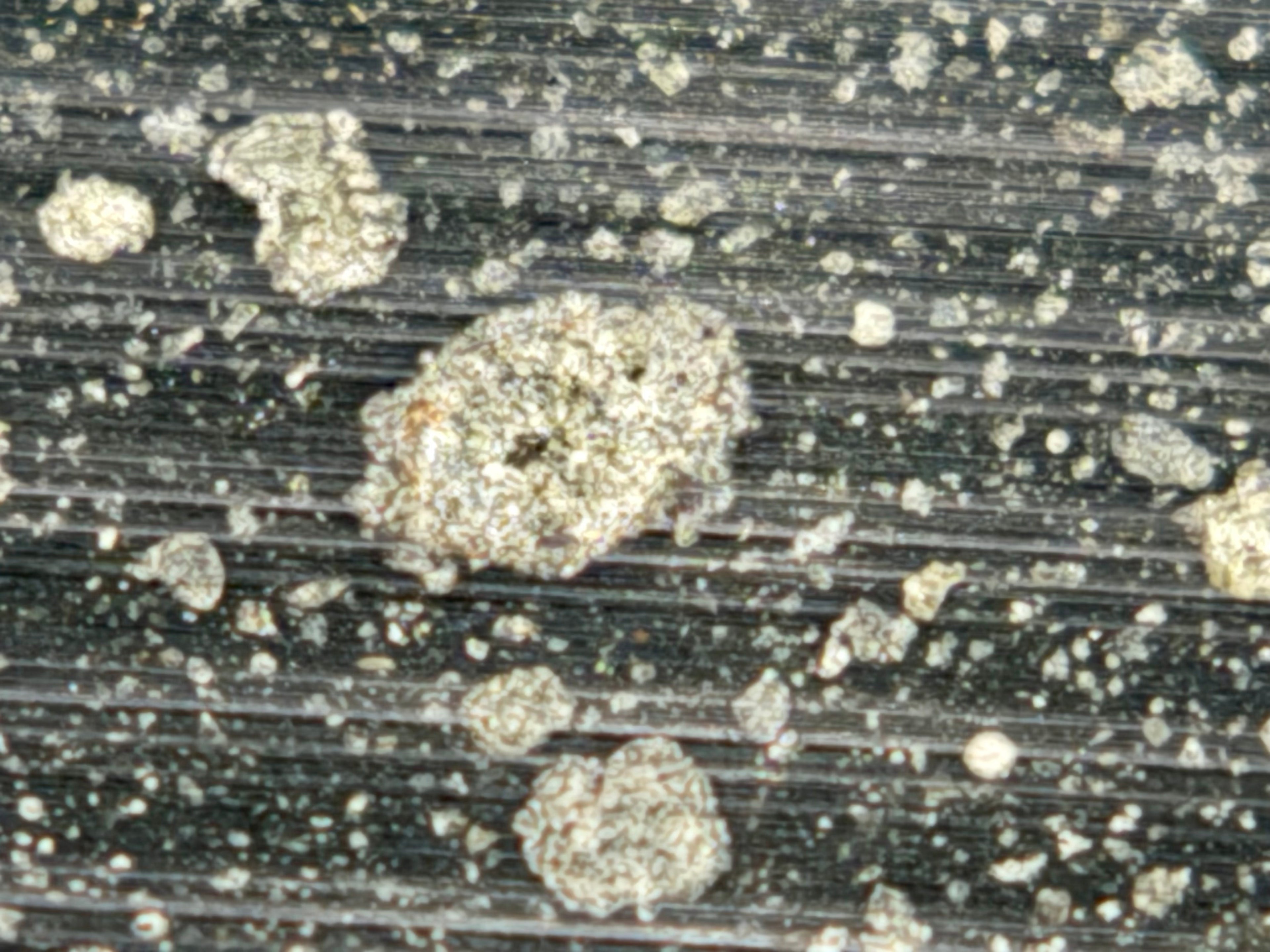 Saw-cut surface of Murchison CM2 carbonaceous chondrite meteorite slice
