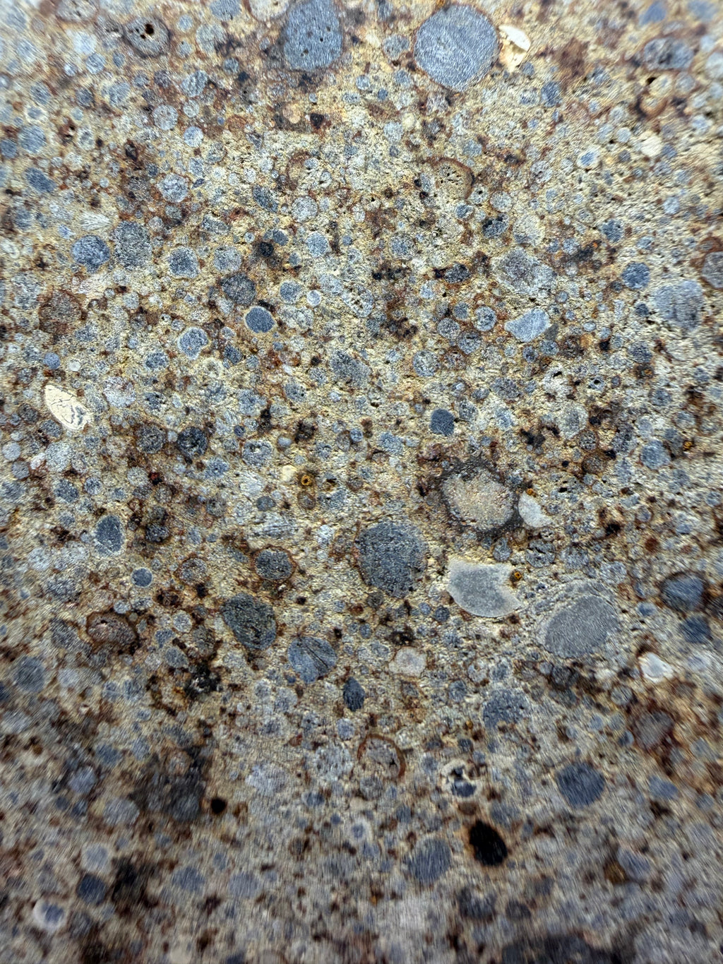 NWA 16120 LL3 meteorite 96.01g -- cross-section displaying heterogeneous primitive chondritic structure