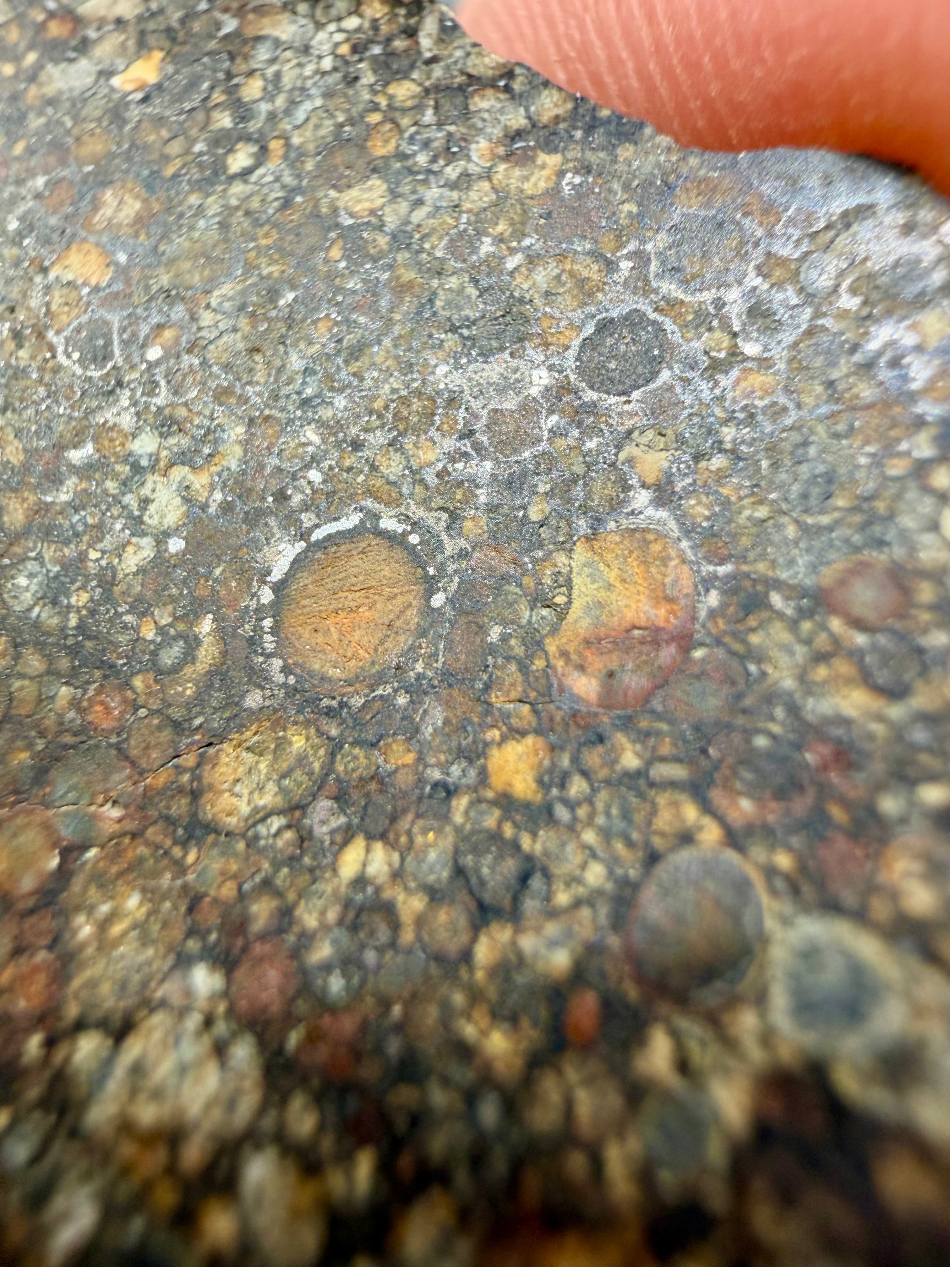 Close-up of well-defined armored chondrules in NWA 16975 LL3 ordinary chondrite meteorite