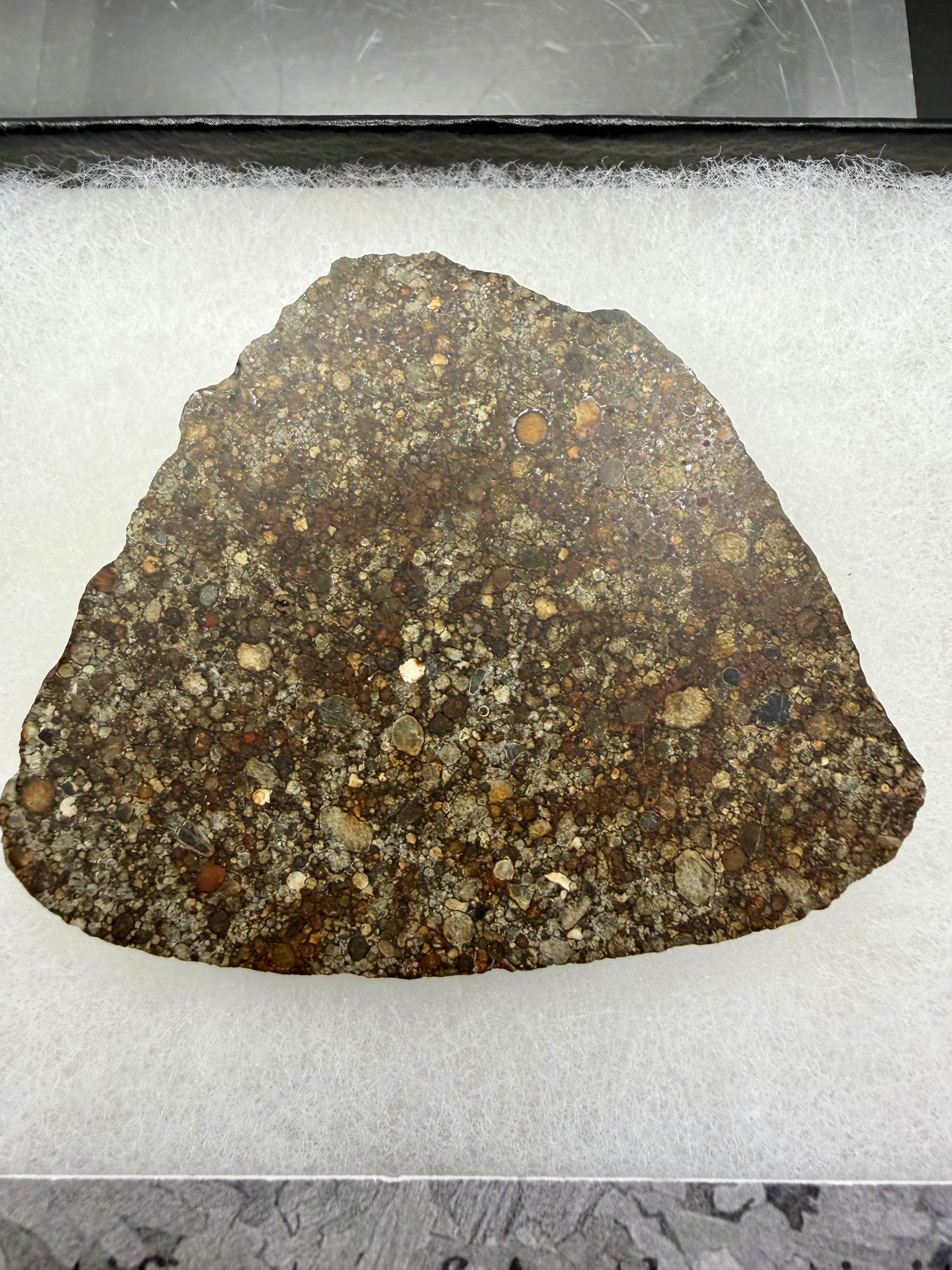 Full face view of NWA 16975 LL3 ordinary chondrite meteorite end-cut slice