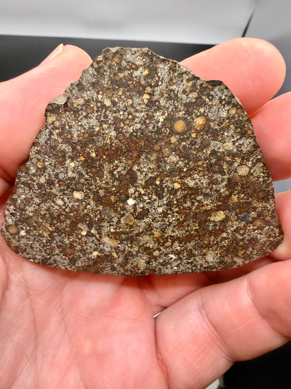 Hand-held scale reference of NWA 16975 LL3 ordinary chondrite meteorite end-cut slice