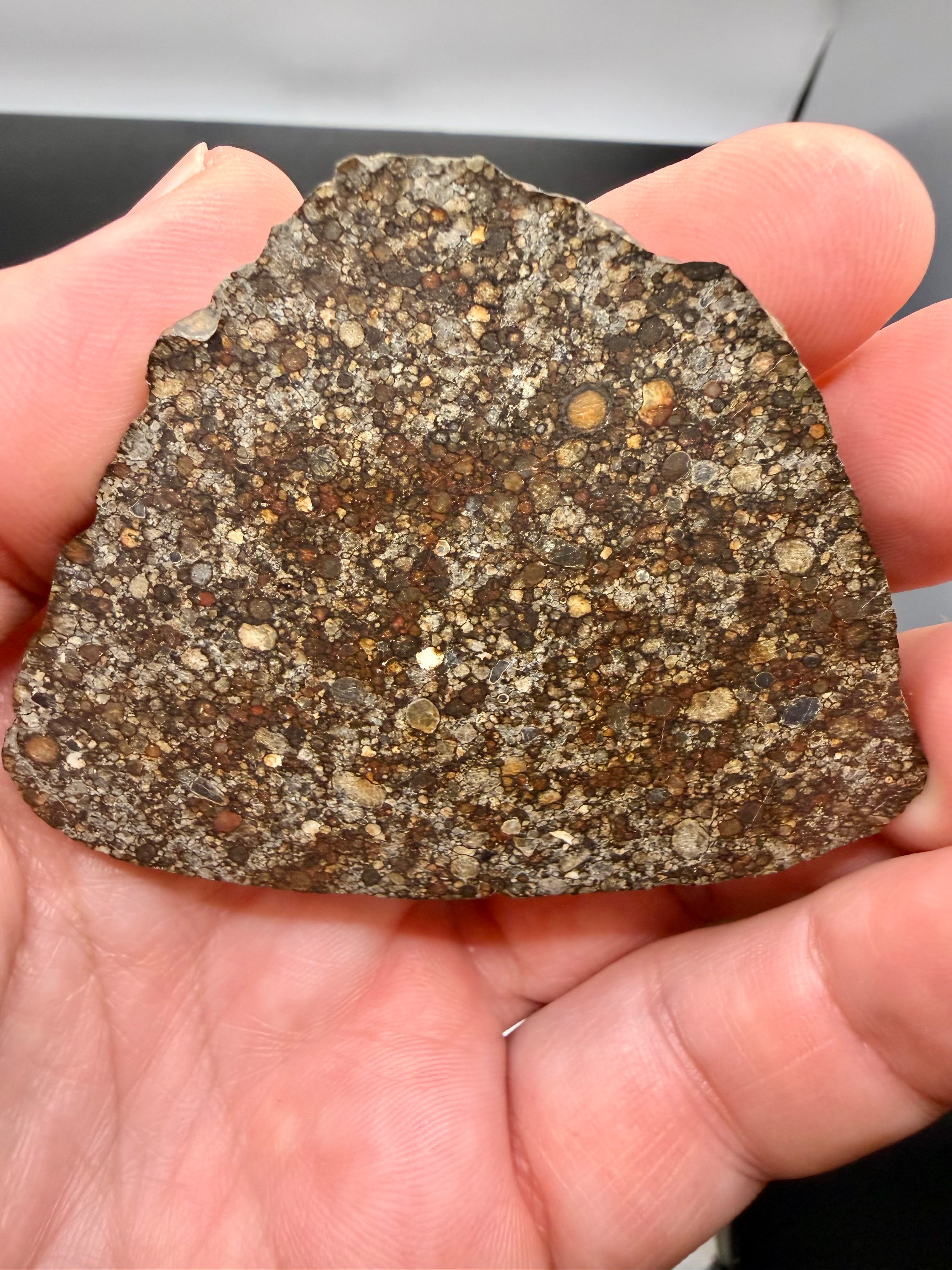 Hand-held scale reference of NWA 16975 LL3 ordinary chondrite meteorite end-cut slice