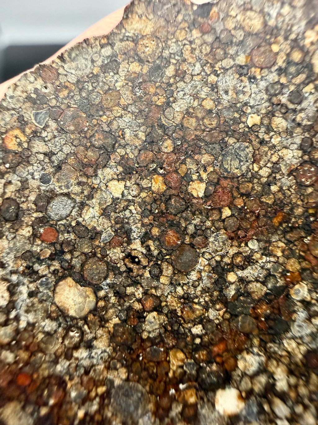 Upper side of NWA 16975 LL3 ordinary chondrite meteorite end-cut slice