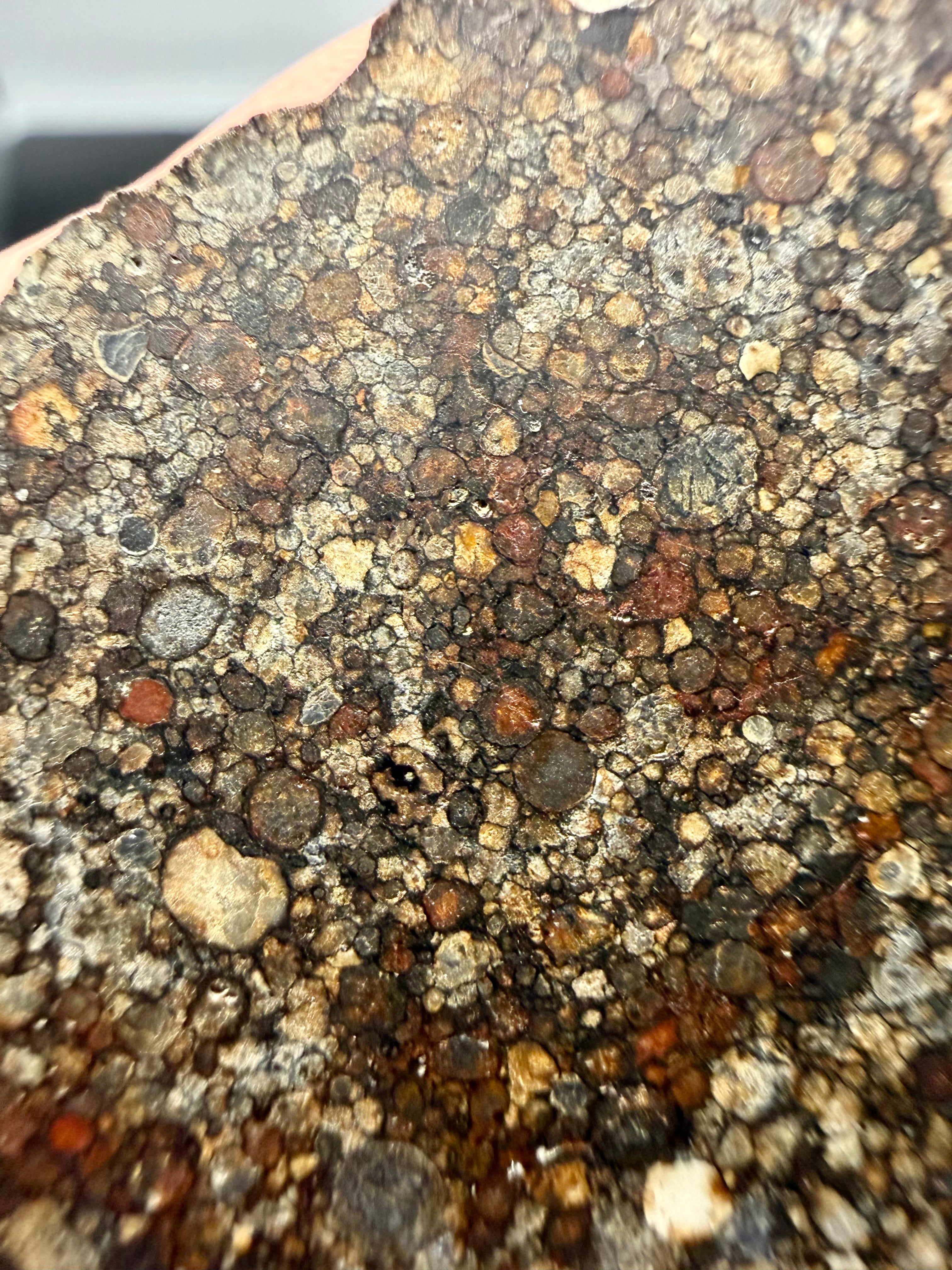 Upper side of NWA 16975 LL3 ordinary chondrite meteorite end-cut slice