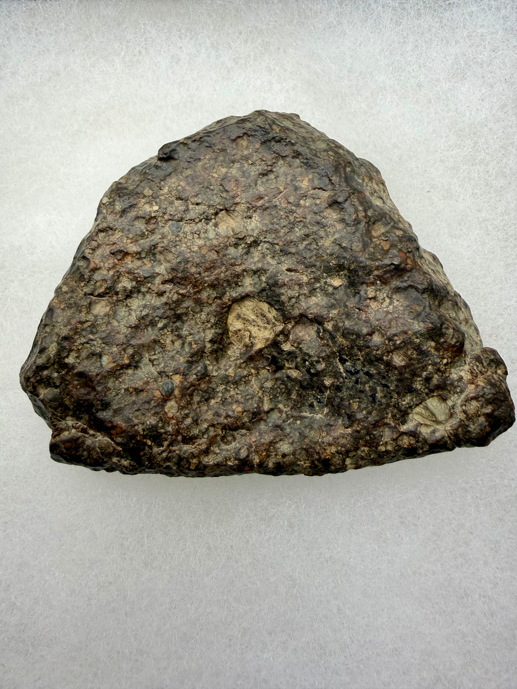Exterior surface of NWA 16975 LL3 ordinary chondrite meteorite showing natural texture