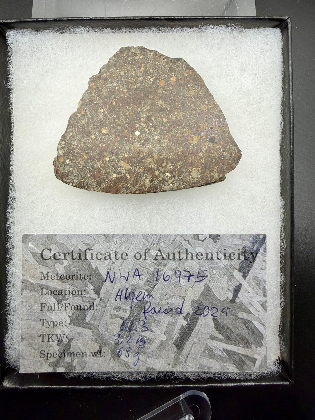 End-cut slice of NWA 16975 LL3 ordinary chondrite meteorite in Riker display case