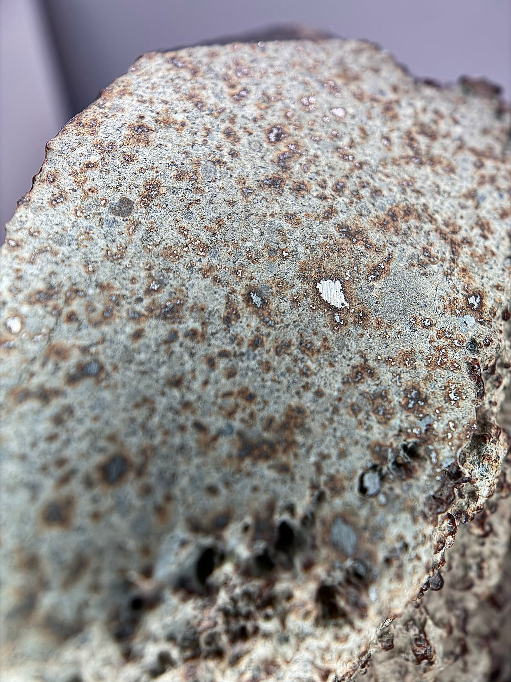 Extreme macro of NWA 17296 L5 Ordinary Chondrite Meteorite cut window showing dense chondrule population and bright iron-nickel metal grains in recrystallized matrix, 1472.00g