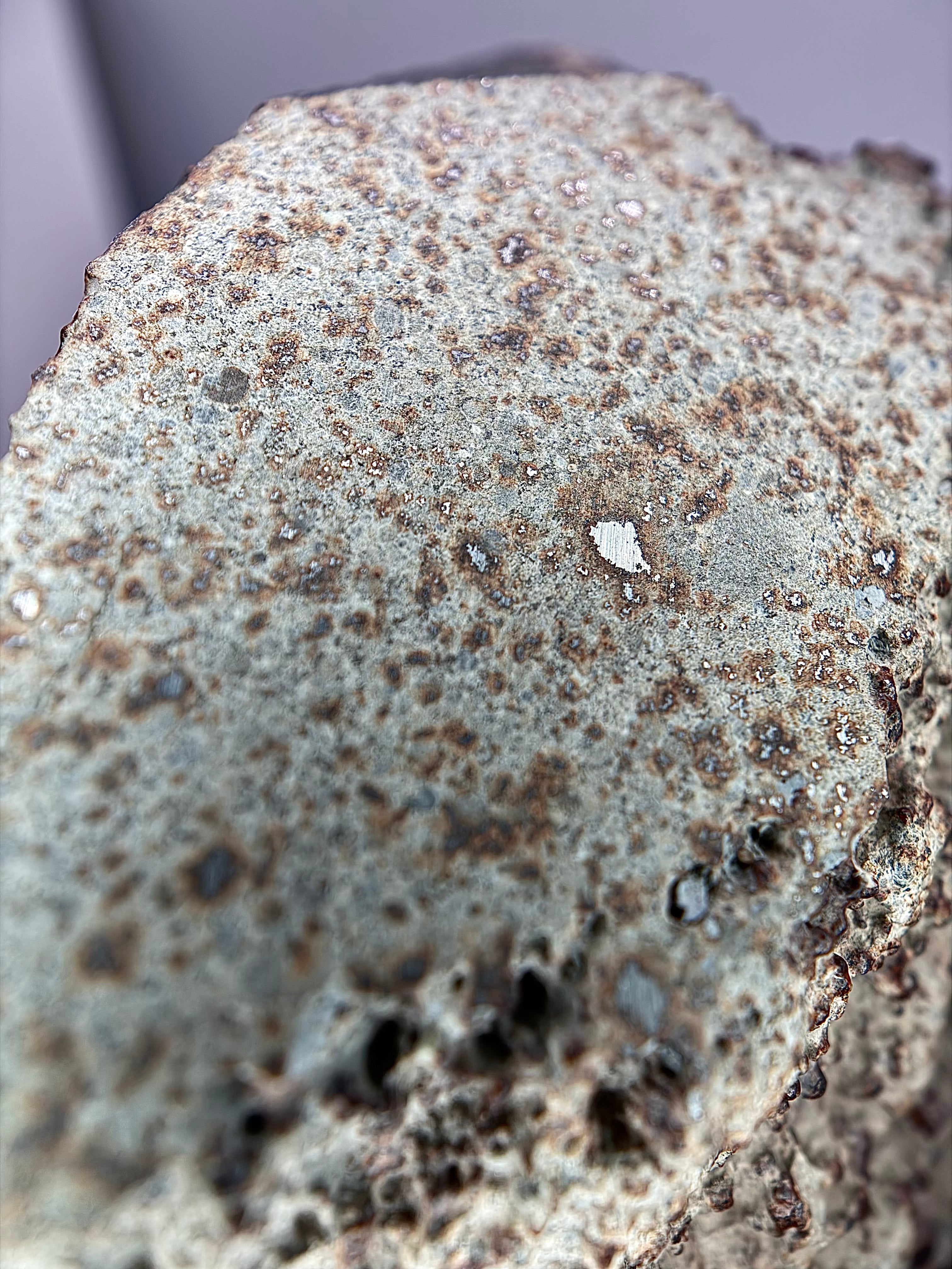 Extreme macro of NWA 17296 L5 Ordinary Chondrite Meteorite cut window showing dense chondrule population and bright iron-nickel metal grains in recrystallized matrix, 1472.00g