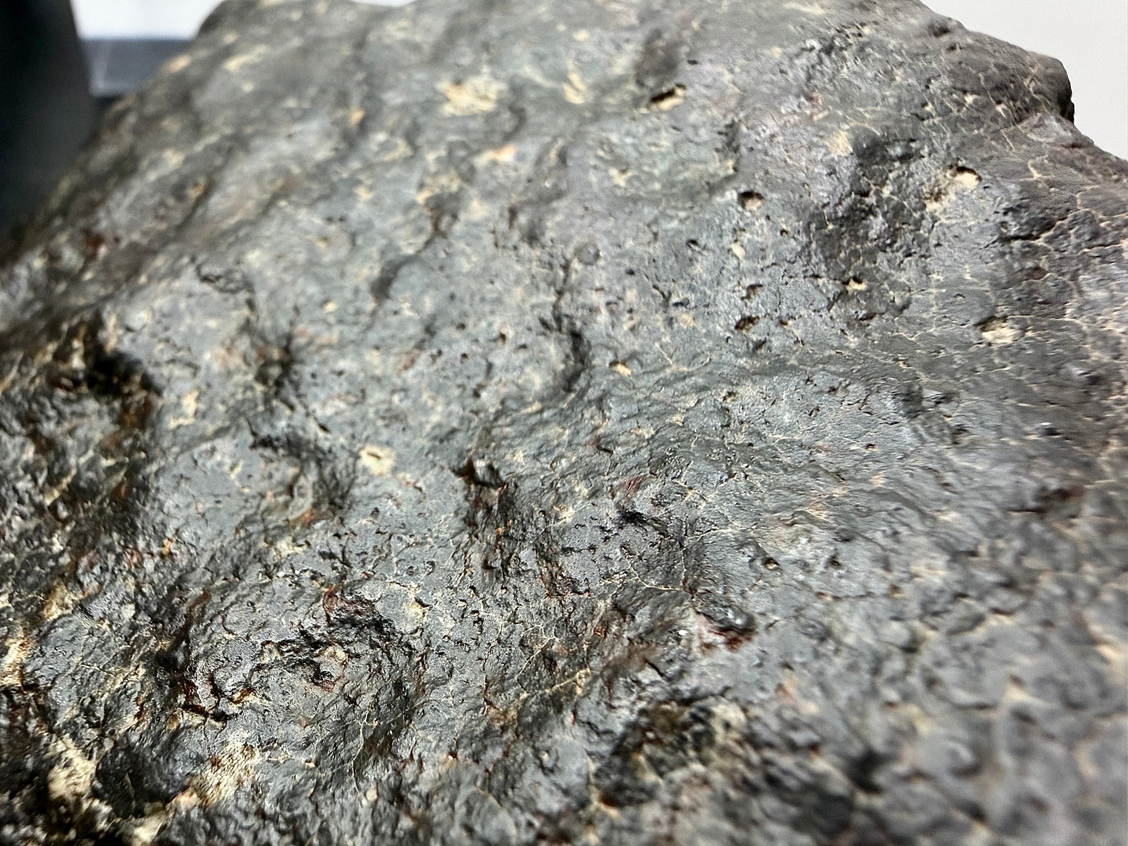 Macro photo of NWA 17296 L5 Ordinary Chondrite Meteorite showing leading surface regmaglypt depressions and fresh black fusion crust from flight orientation, 1472.00g