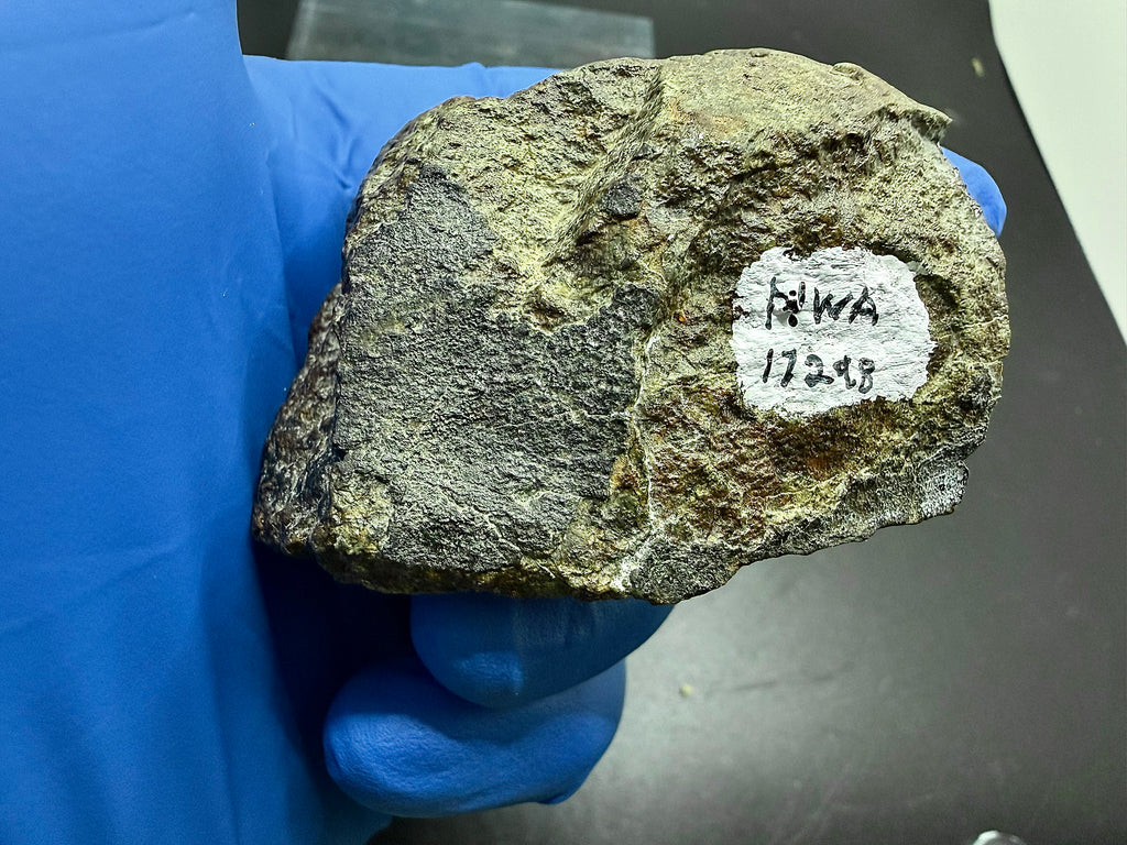 Hand-held view of NWA 17298 L6 Ordinary Chondrite Meteorite showing end cut full profile with partial fusion crust and specimen label, 209.51g